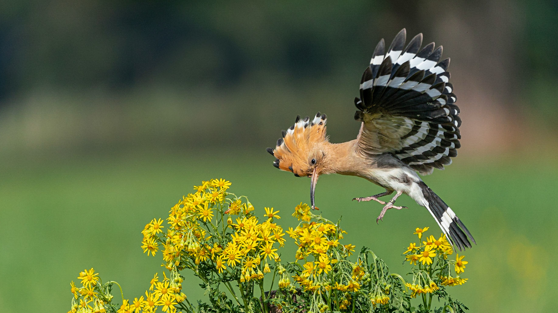 © fotoJAAP