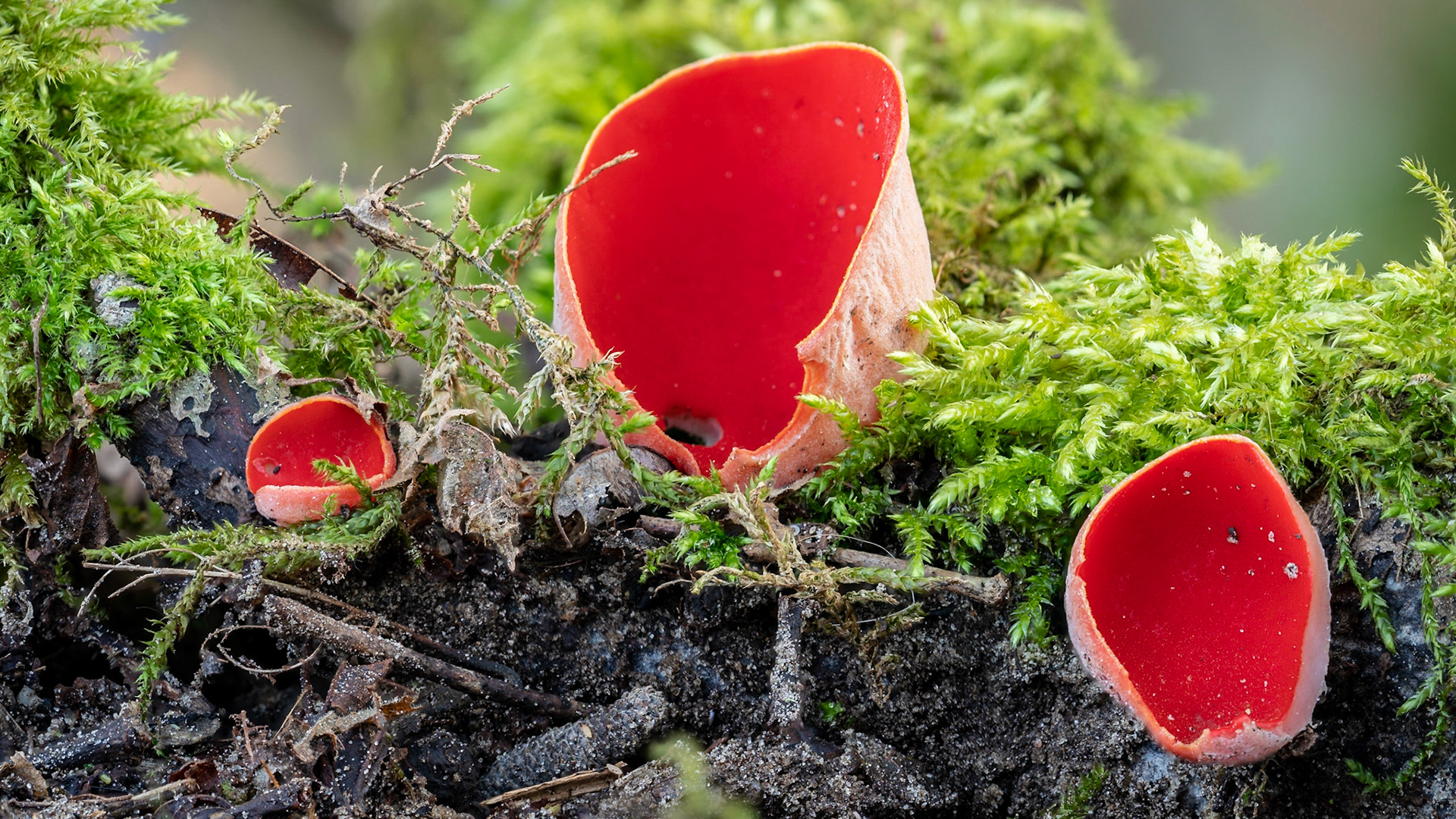 Sarcoscypha coccinea Stack of 17 images