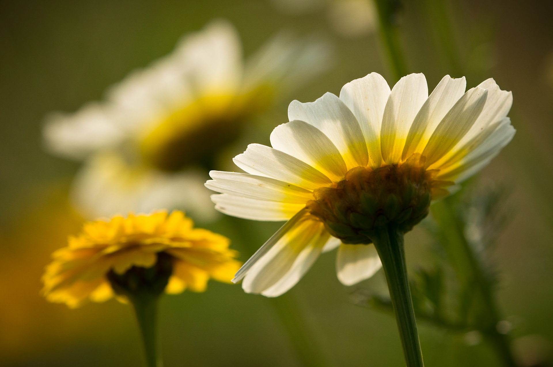 © fotoJAAP