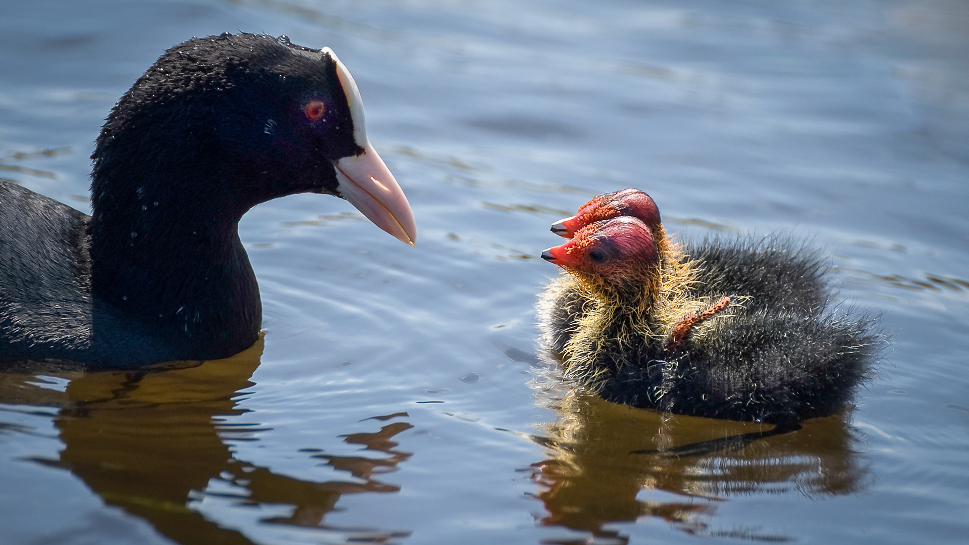 © fotoJAAP