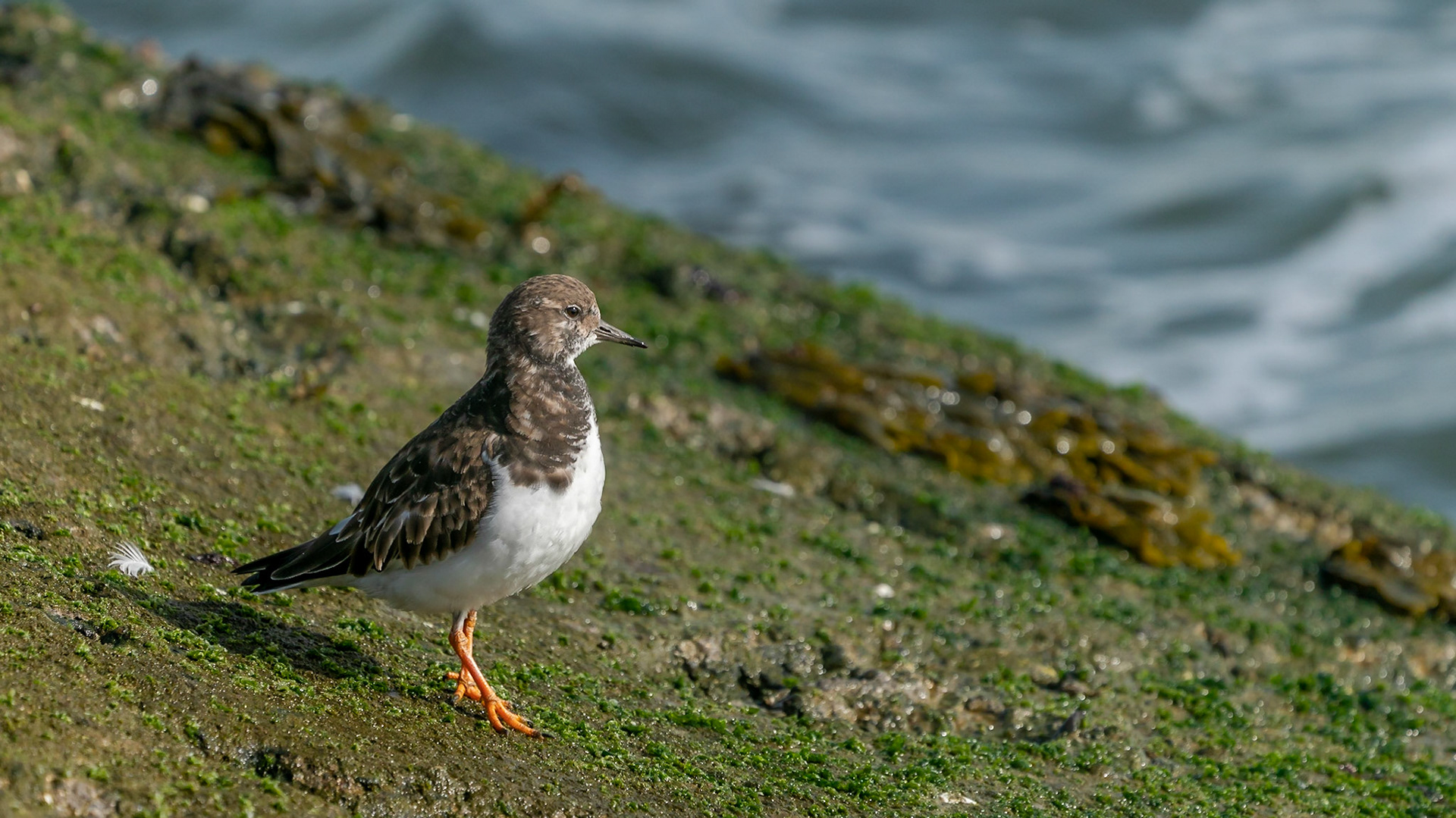 © fotoJAAP