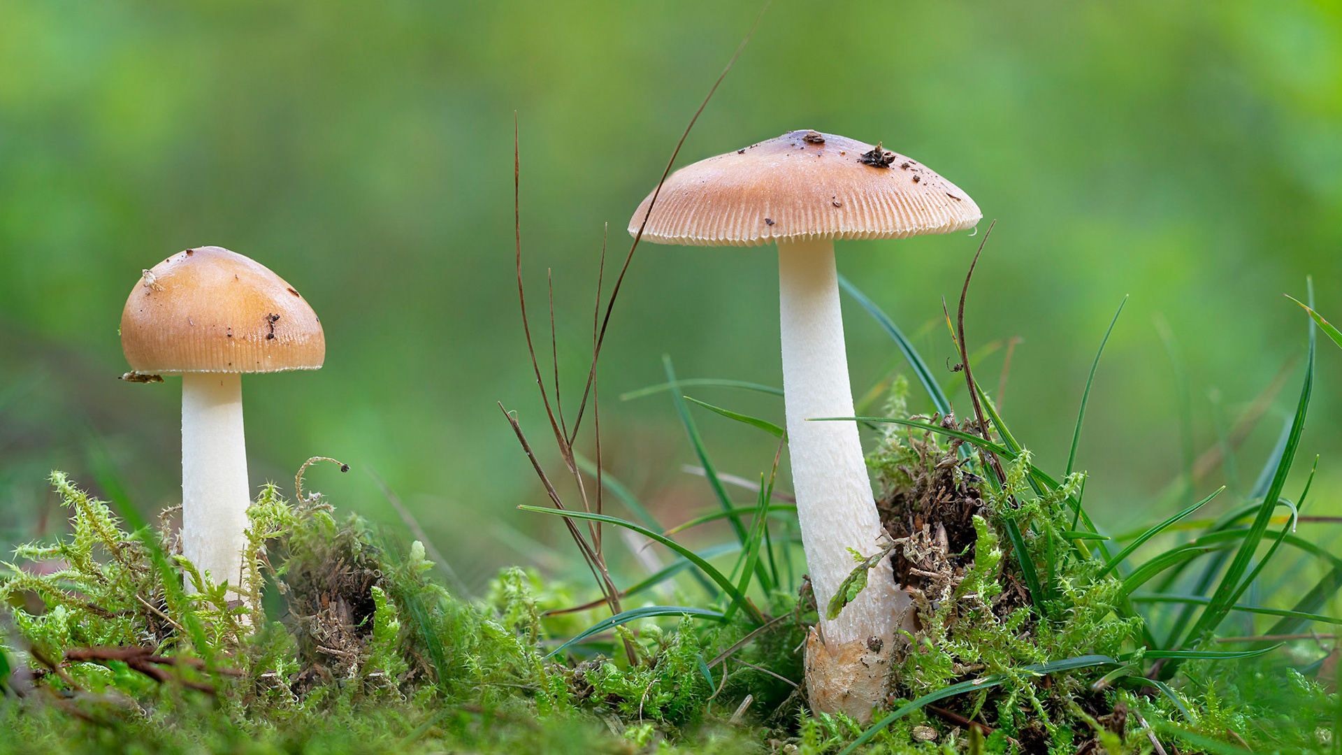 © fotoJAAP