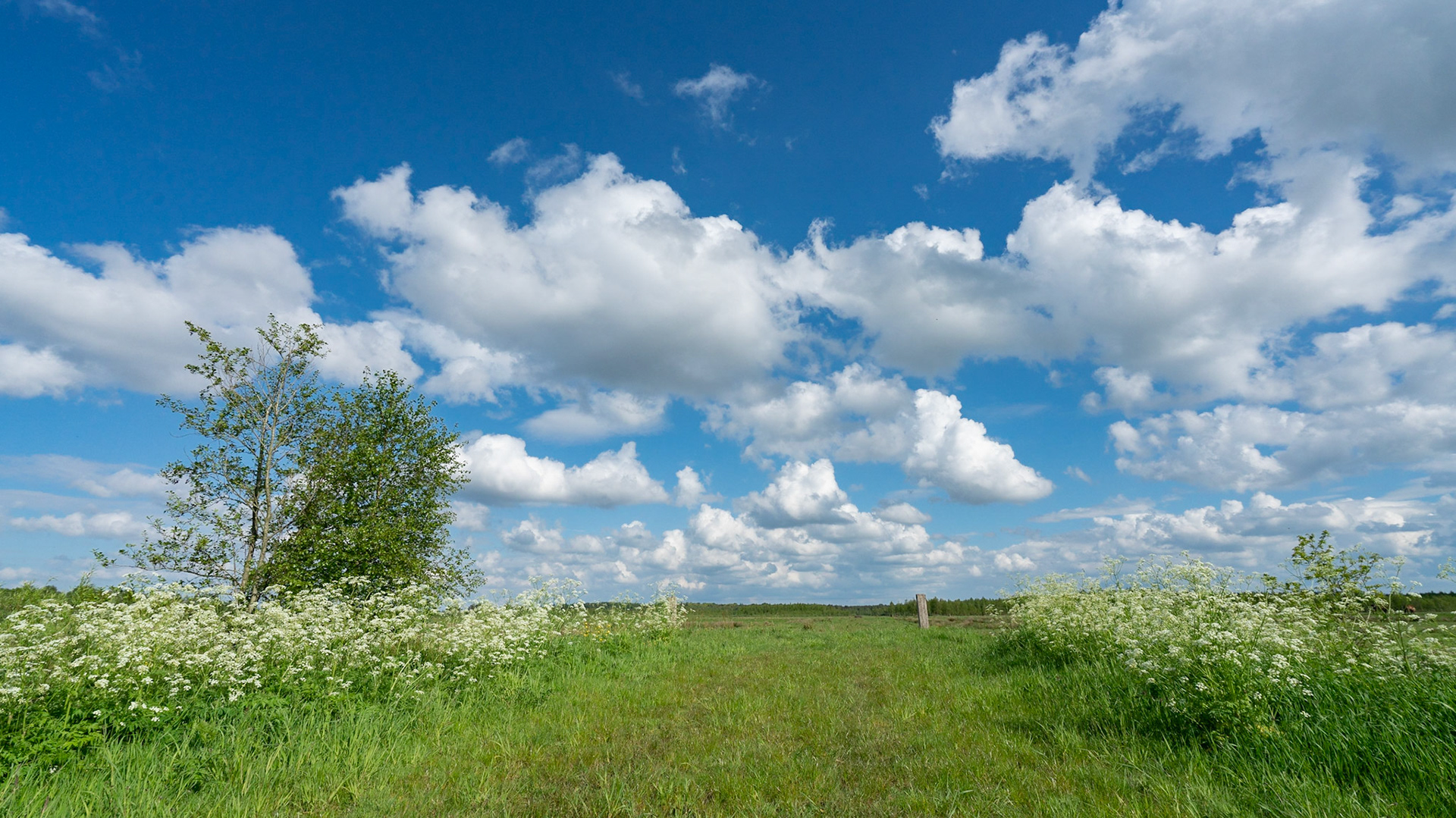 Fochtelooërveen