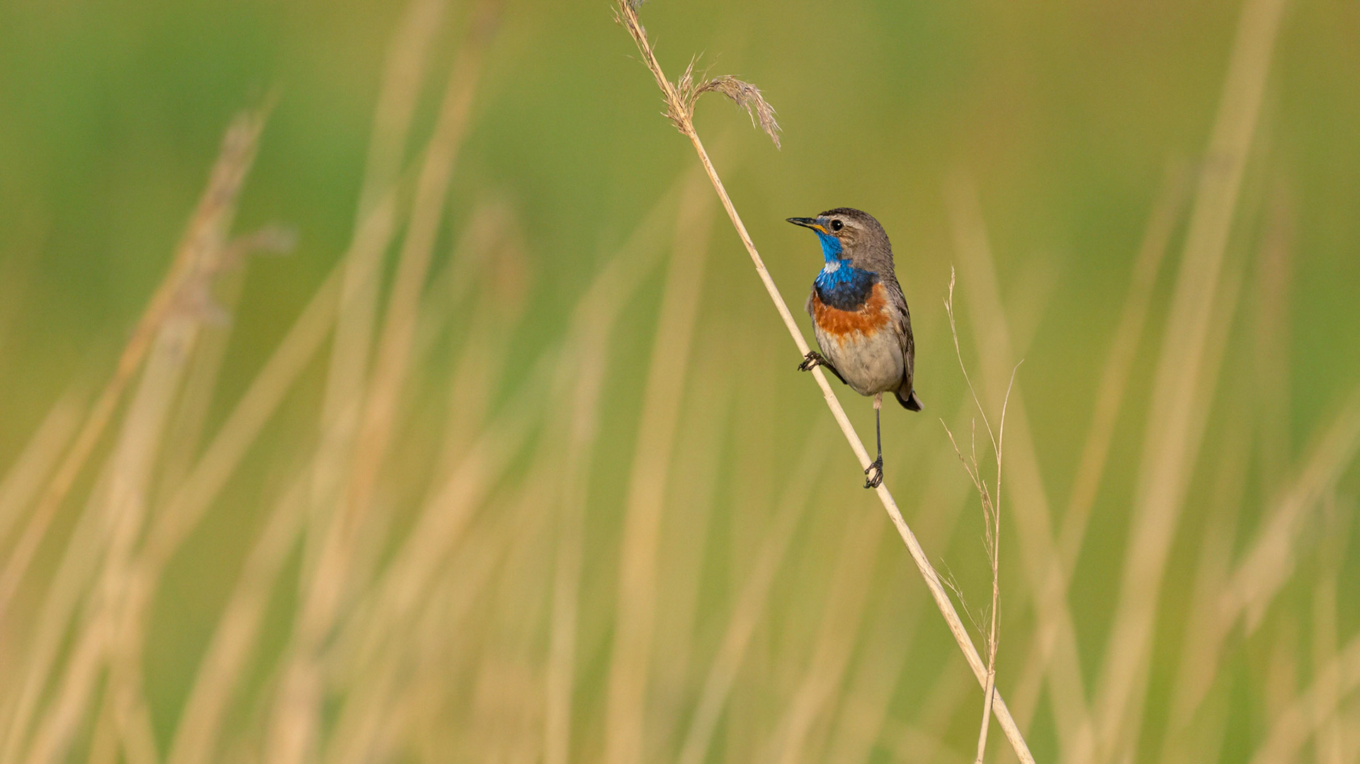 Blauwborst