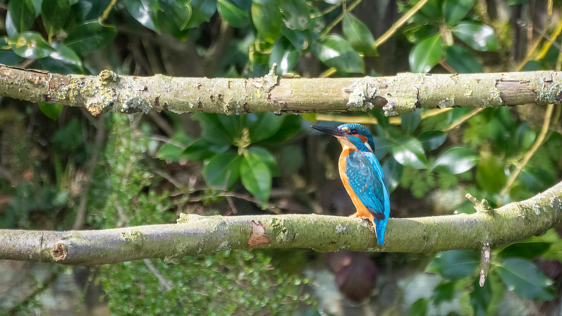 IJsvogel