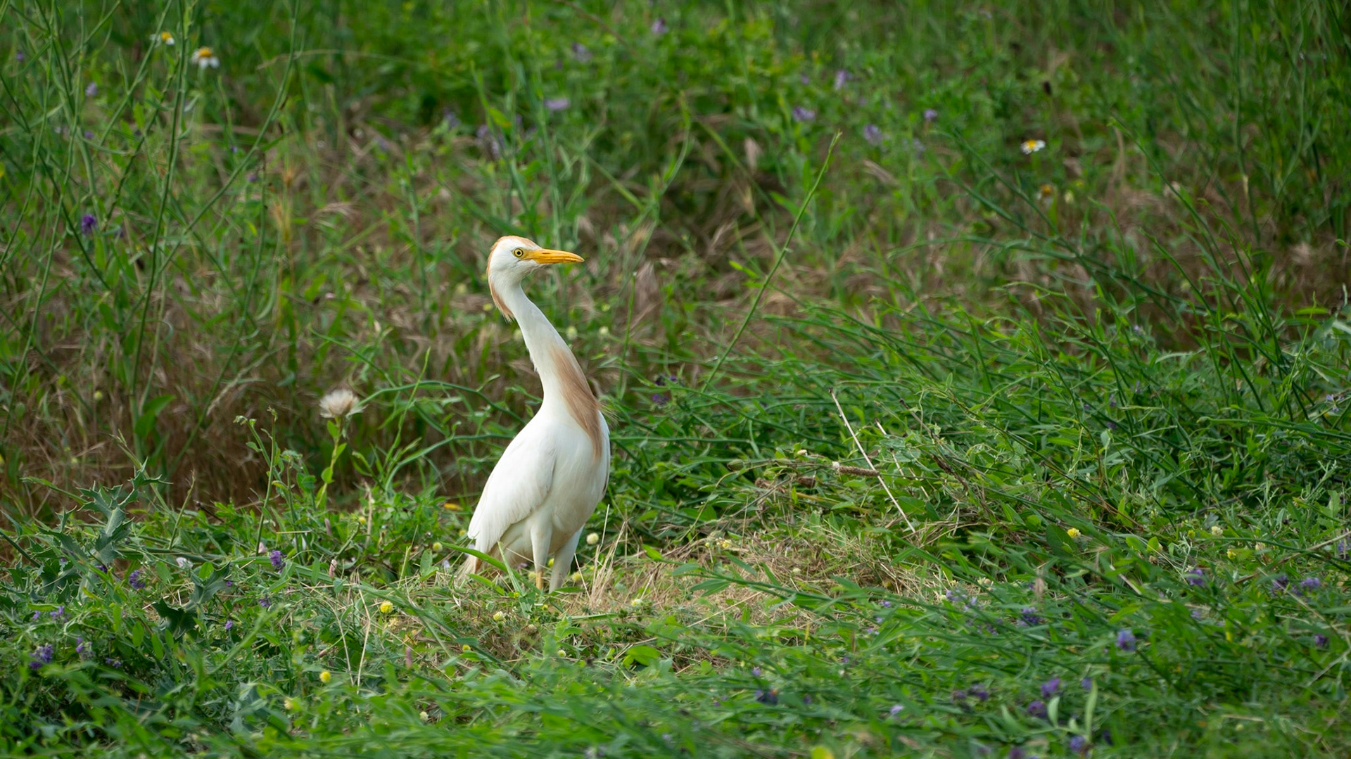 Koereiger