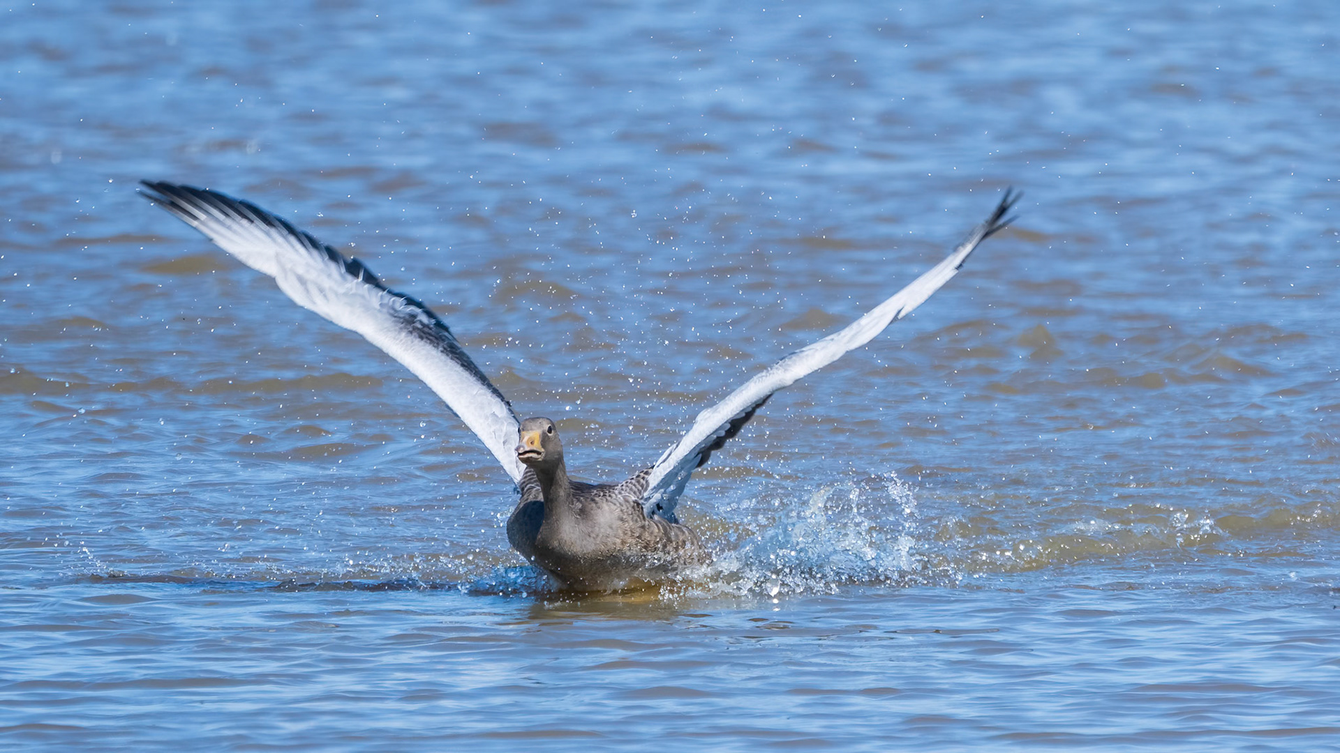 Grauwe Gans