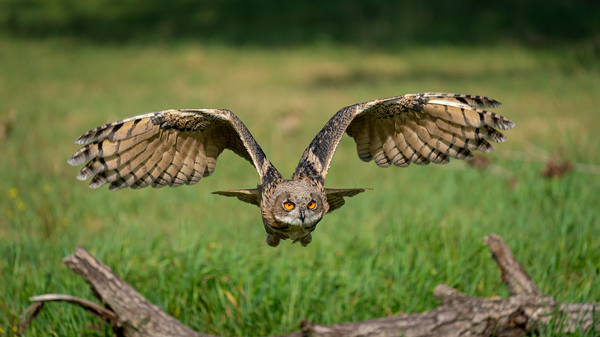 © fotoJAAP