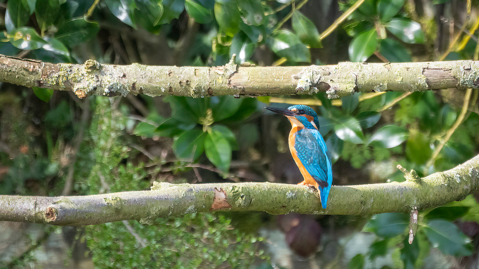 IJsvogels