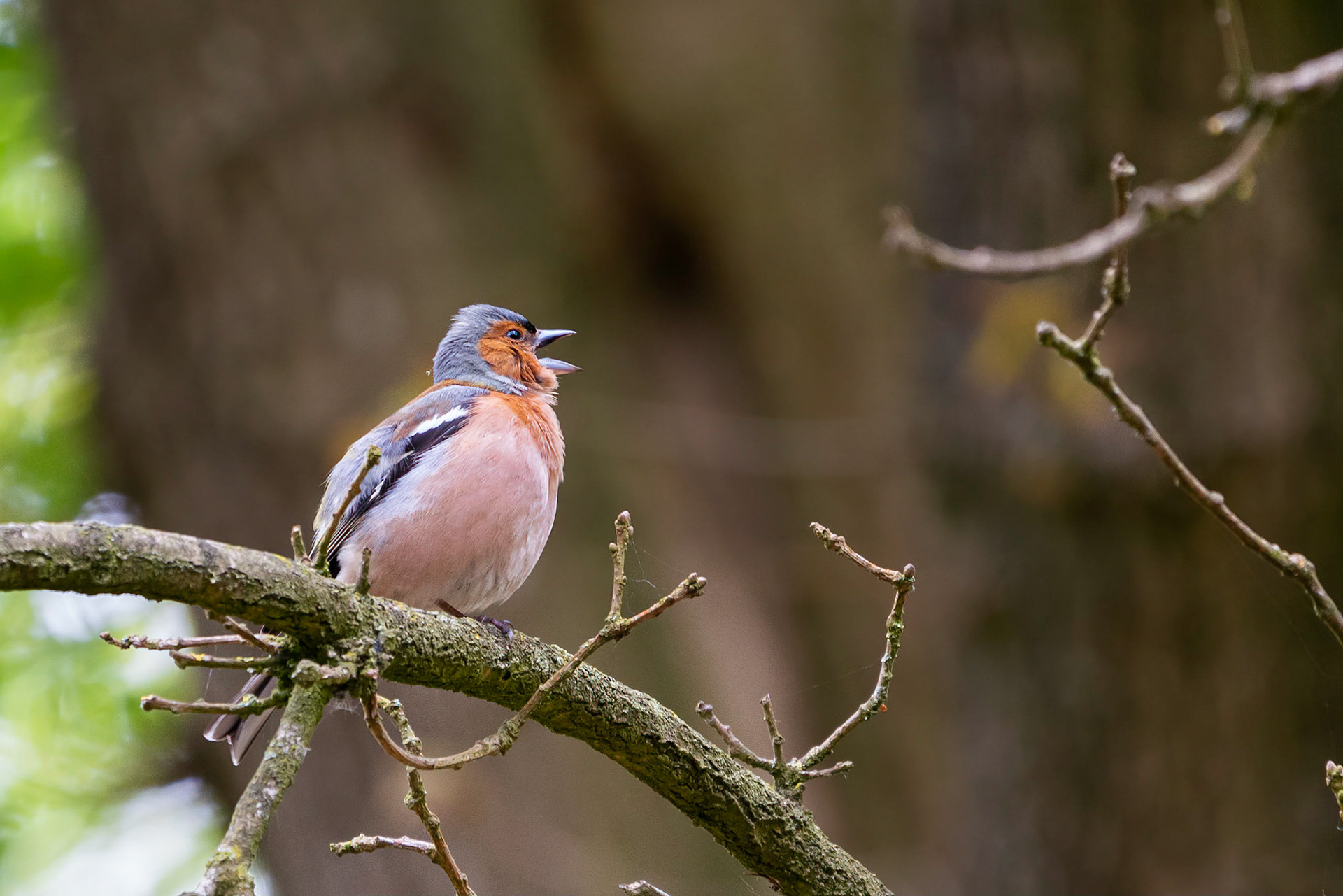 Vink