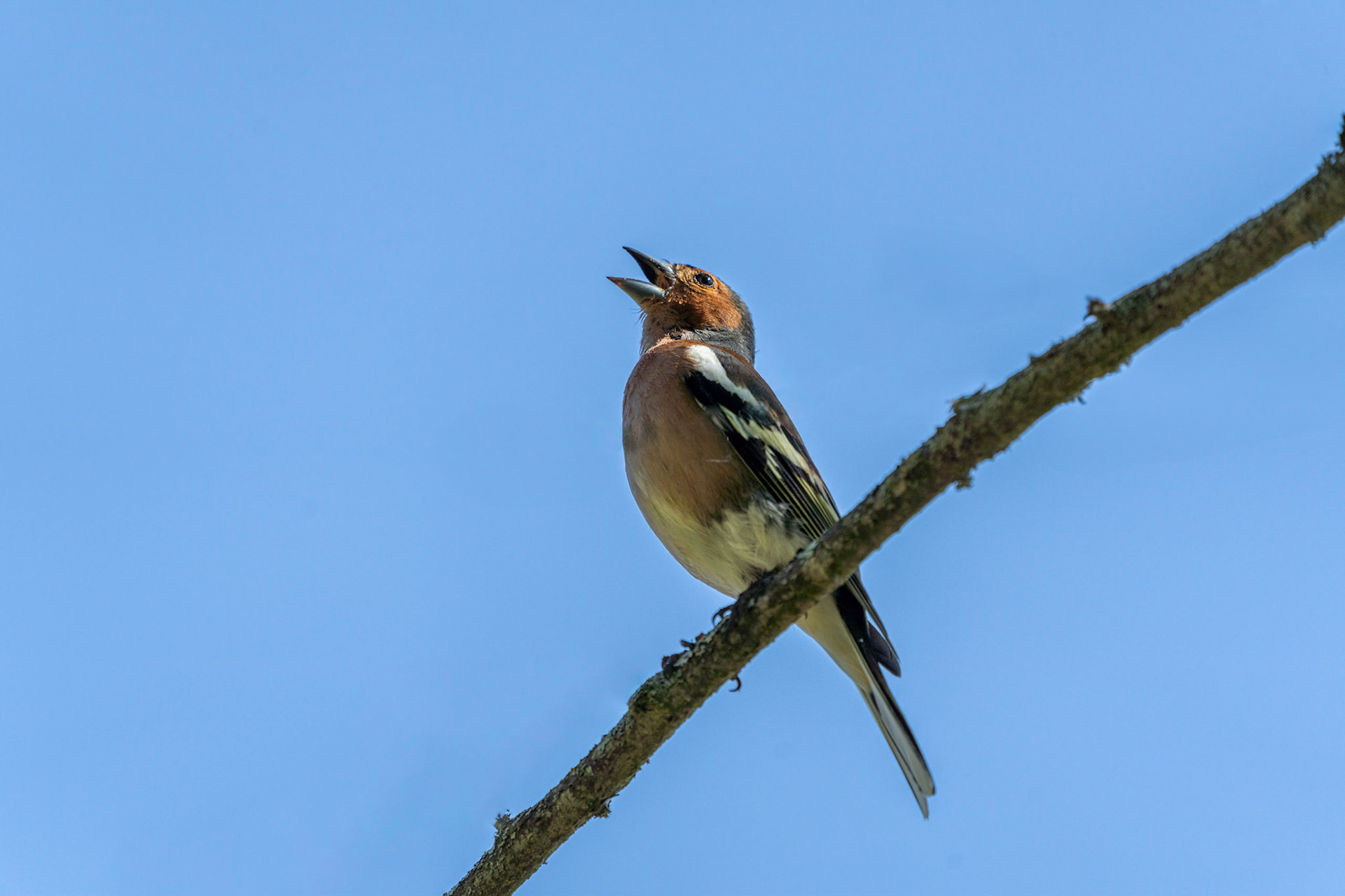 Vink