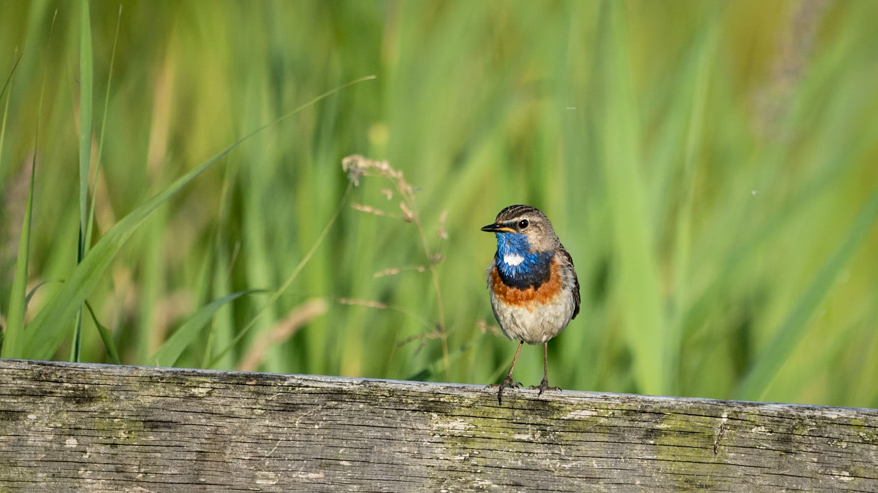 Blauwborst