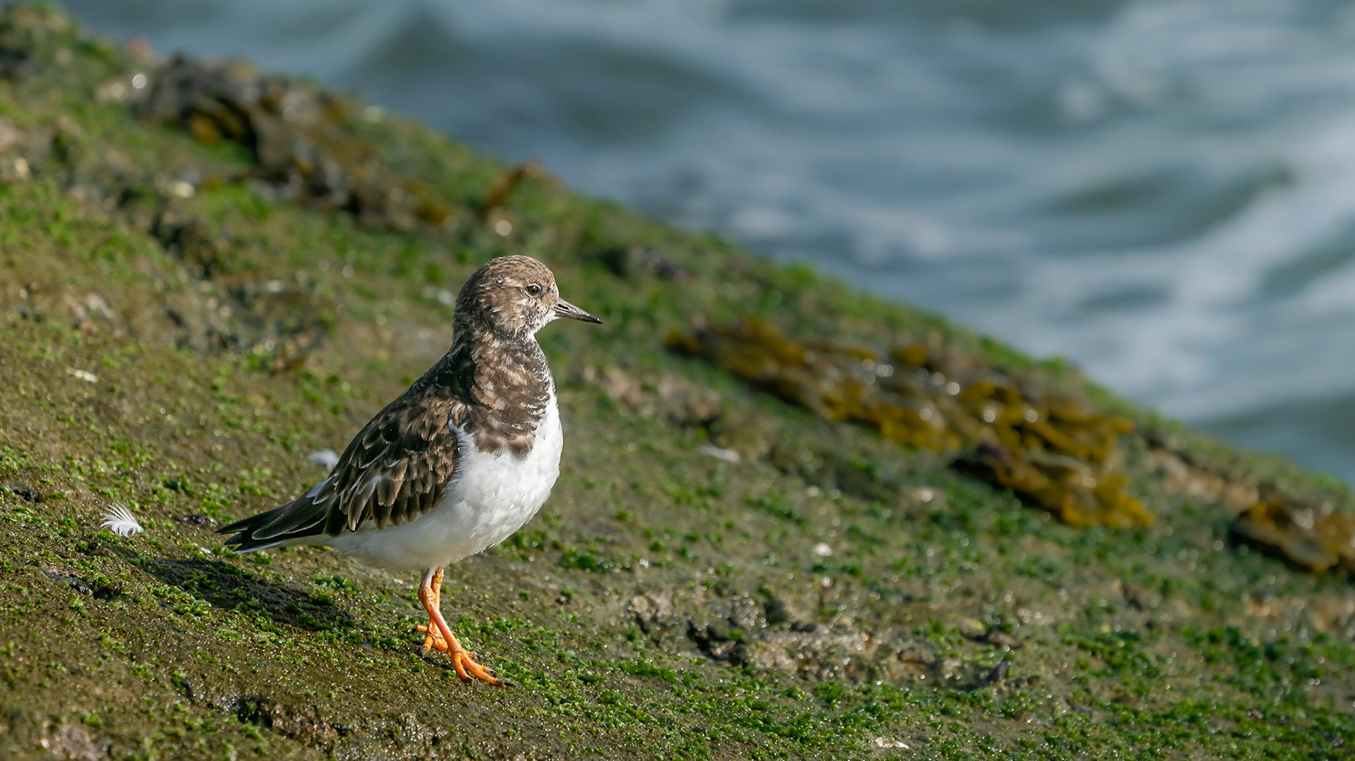 Paarse Strandloper