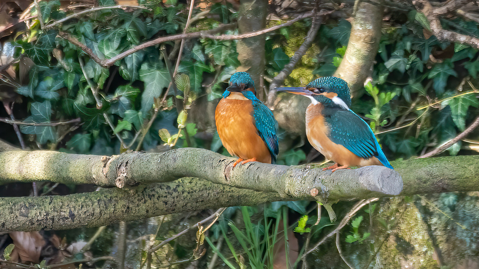 IJsvogels