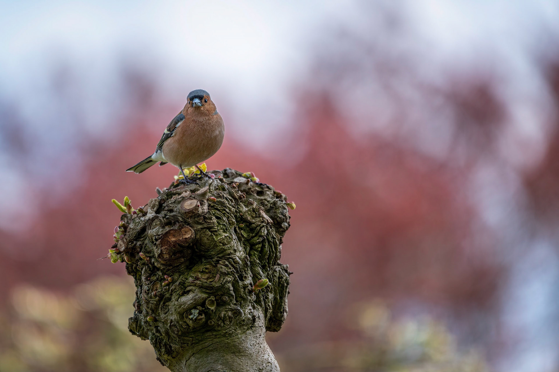 Vink