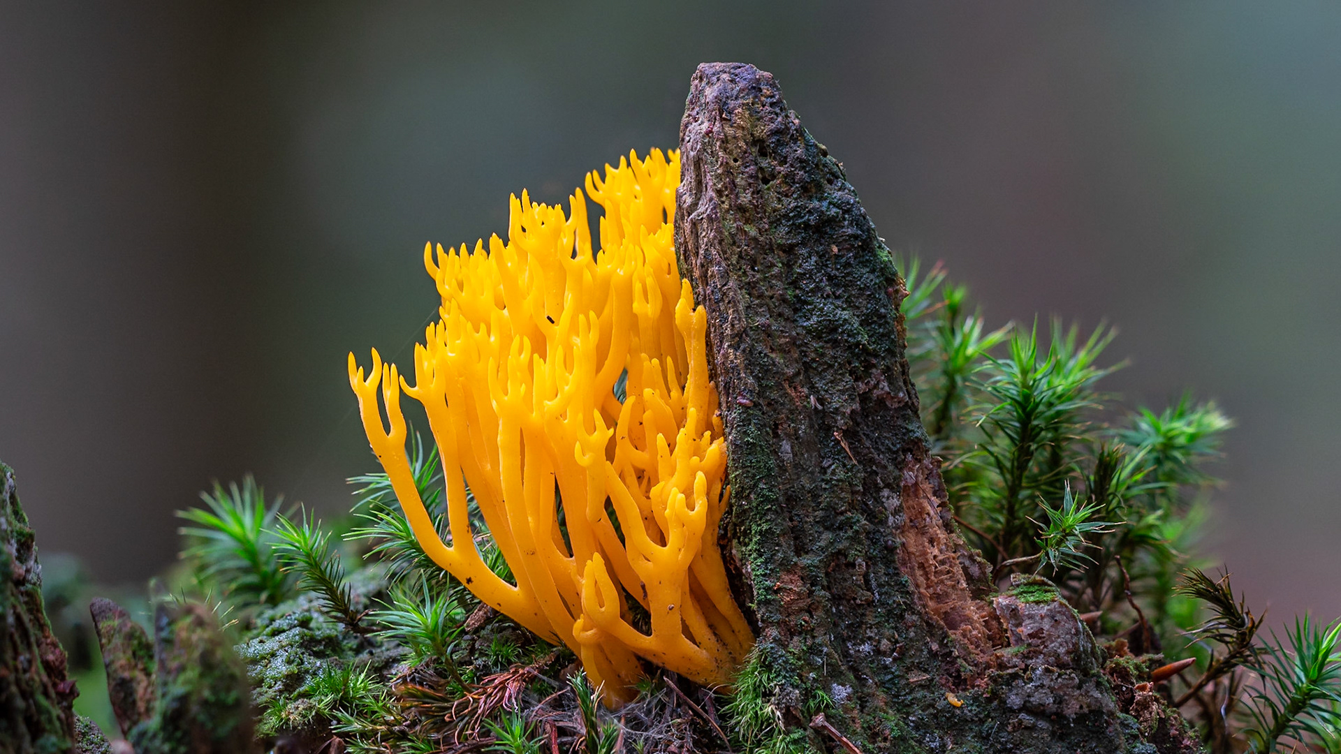 © fotoJAAP