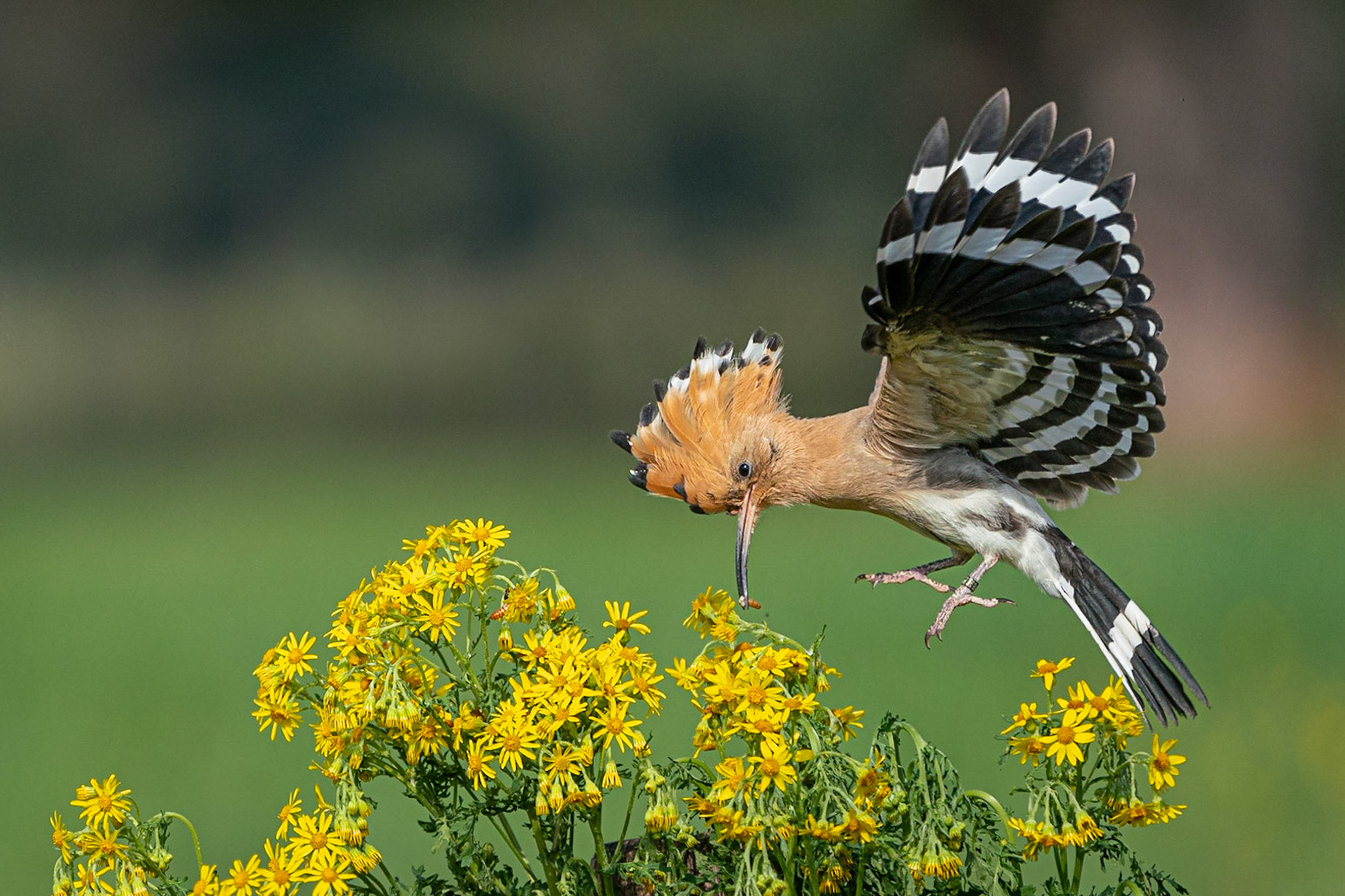 Hop