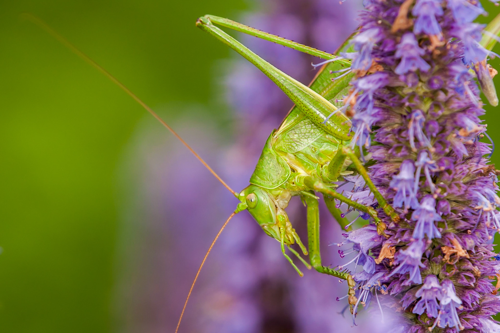 © fotoJAAP