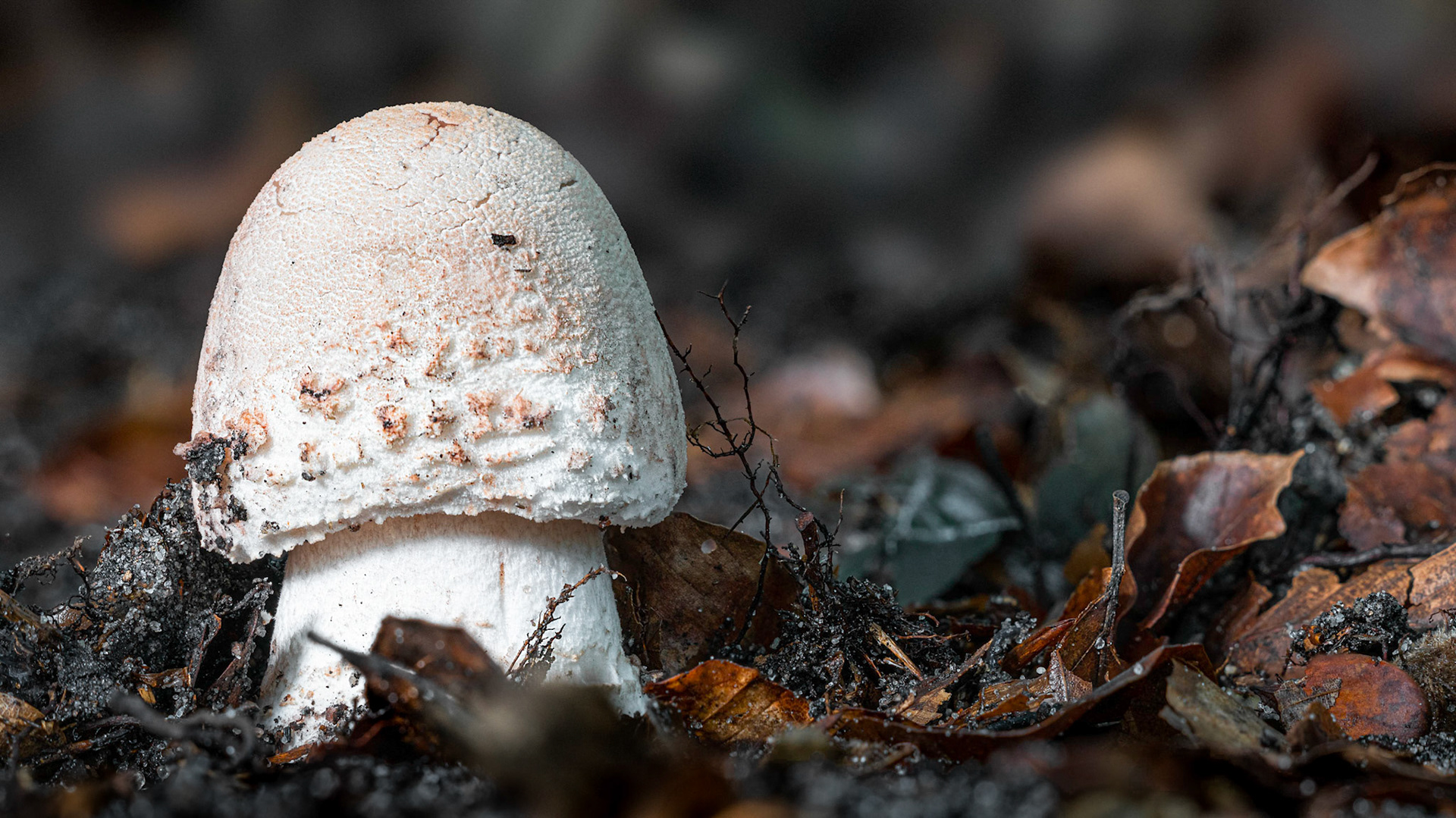 © fotoJAAP