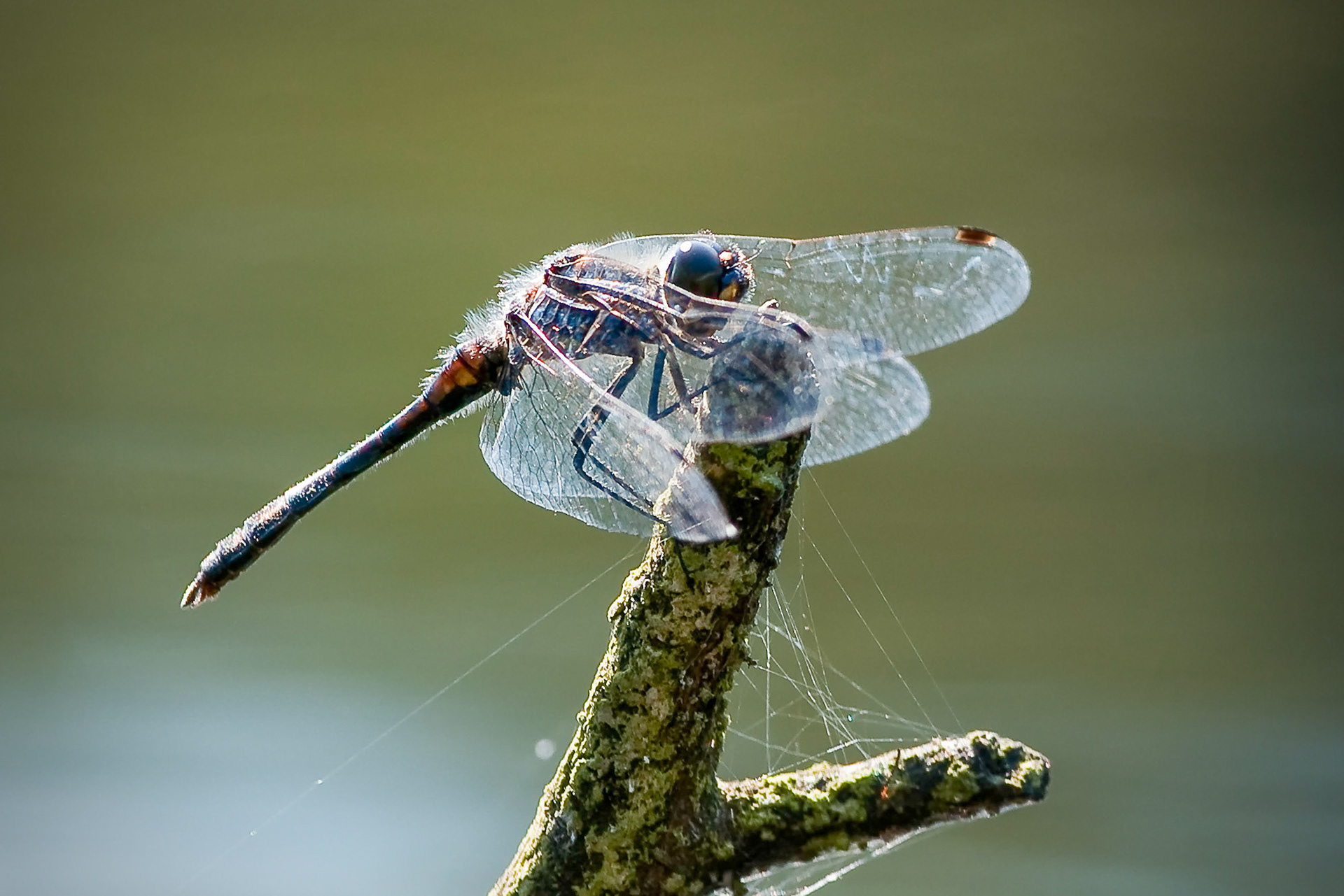 © fotoJAAP