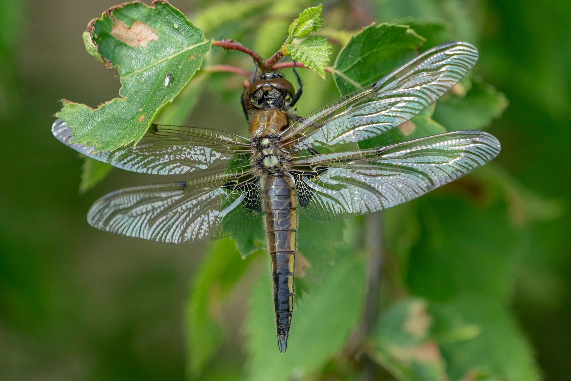 Viervlek libelle