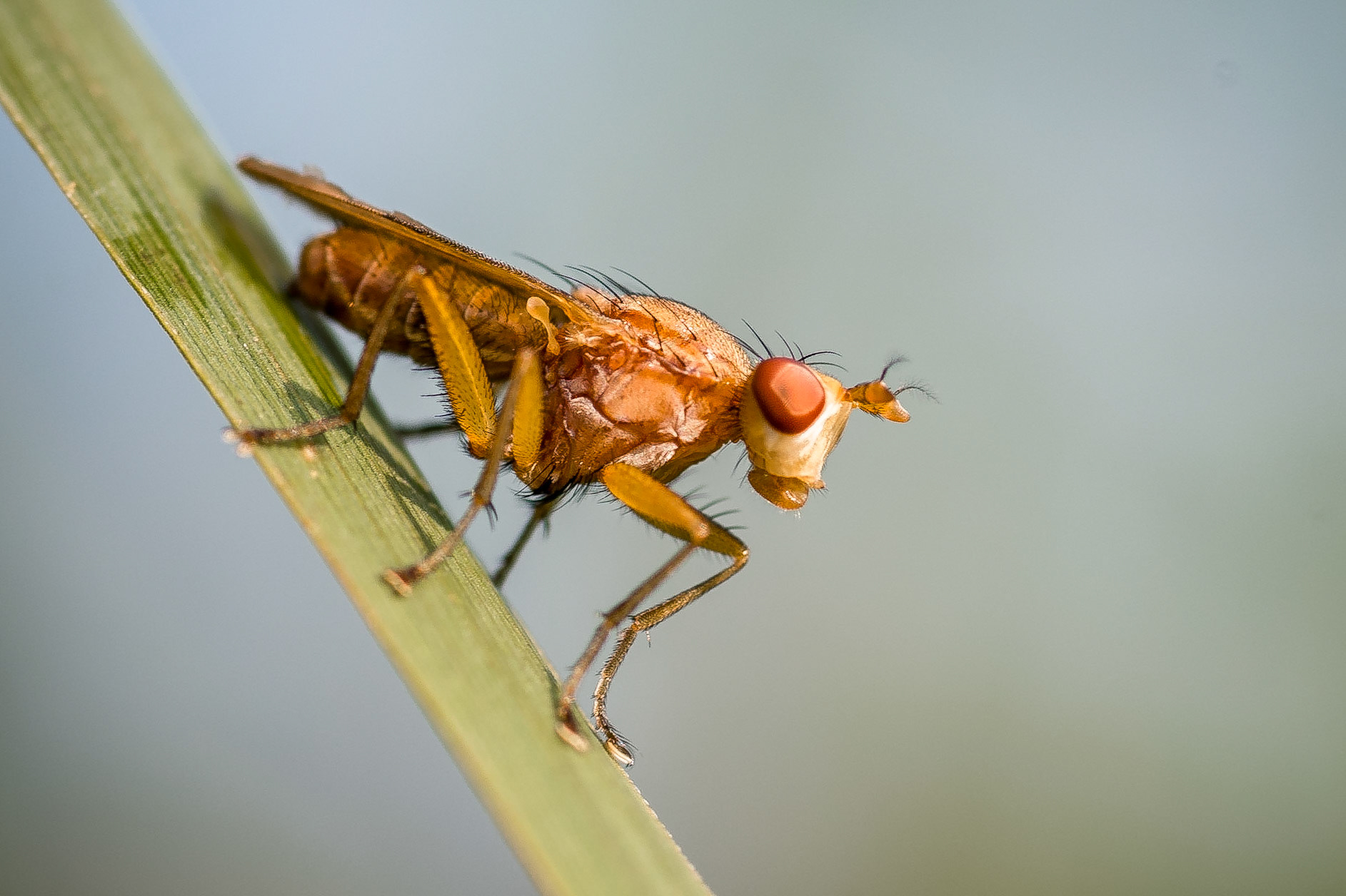 © fotoJAAP
