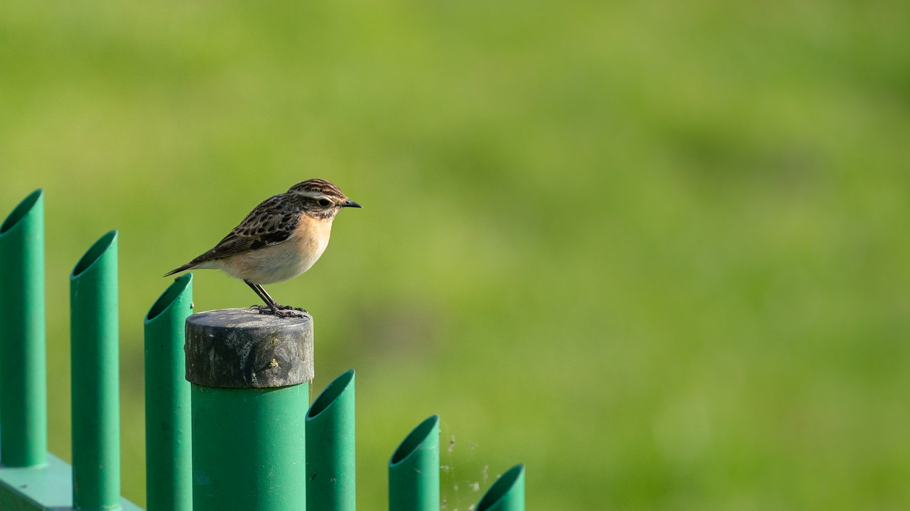 Paapje (Saxicola rubreta)