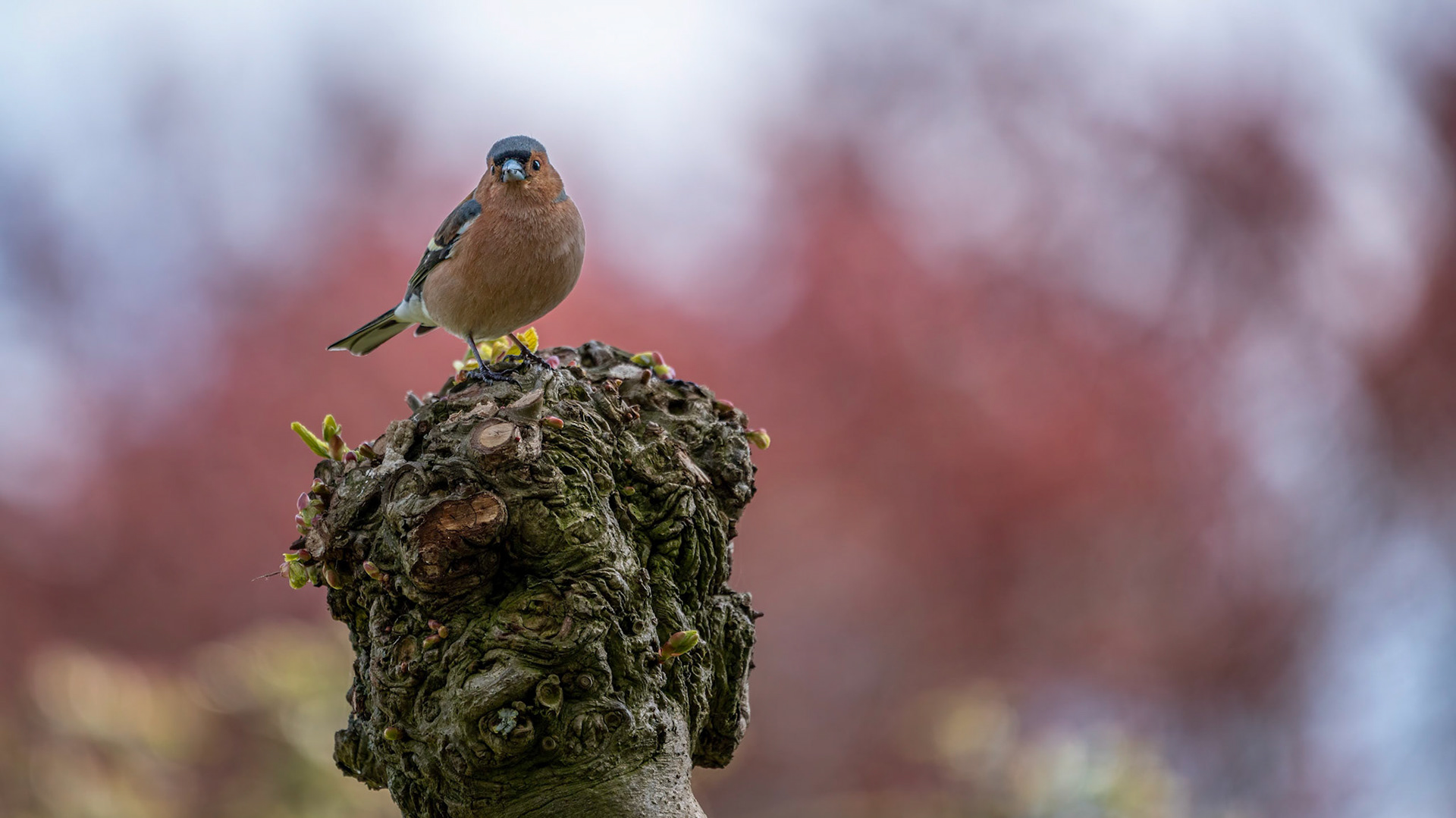 Vink