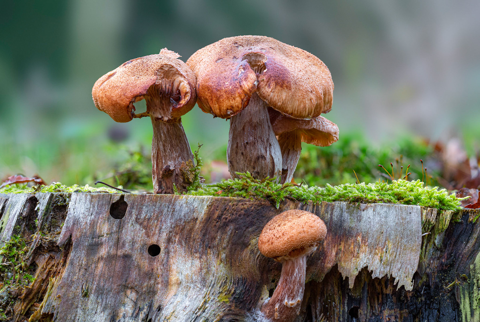 © fotoJAAP