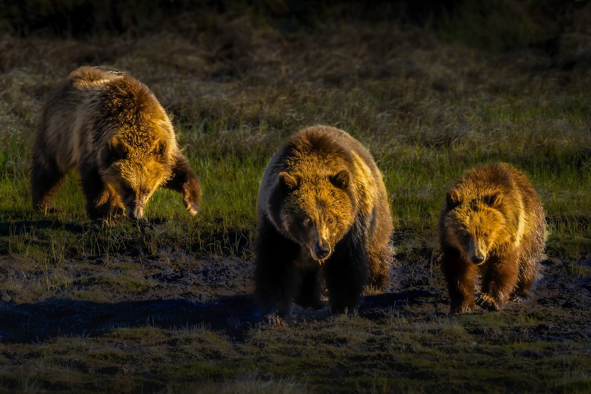 Emissaries Of The Wild