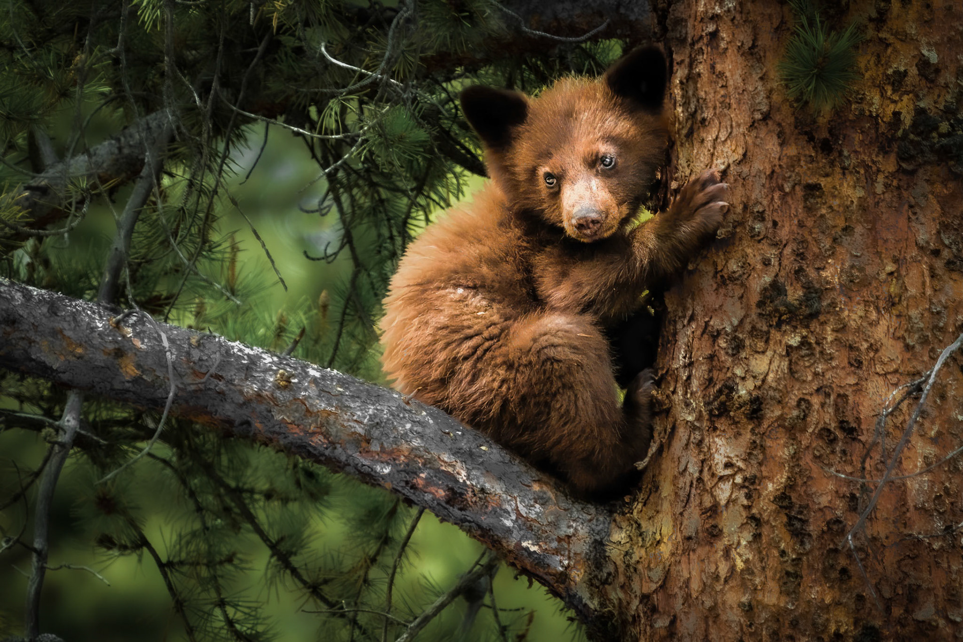 Tree Hugger