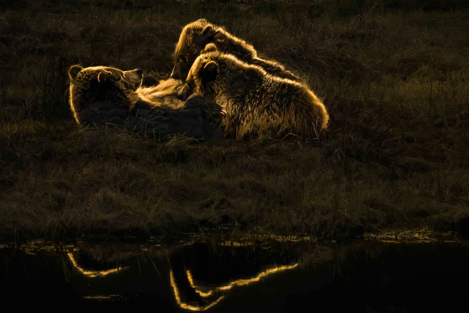 A Mother's Love
