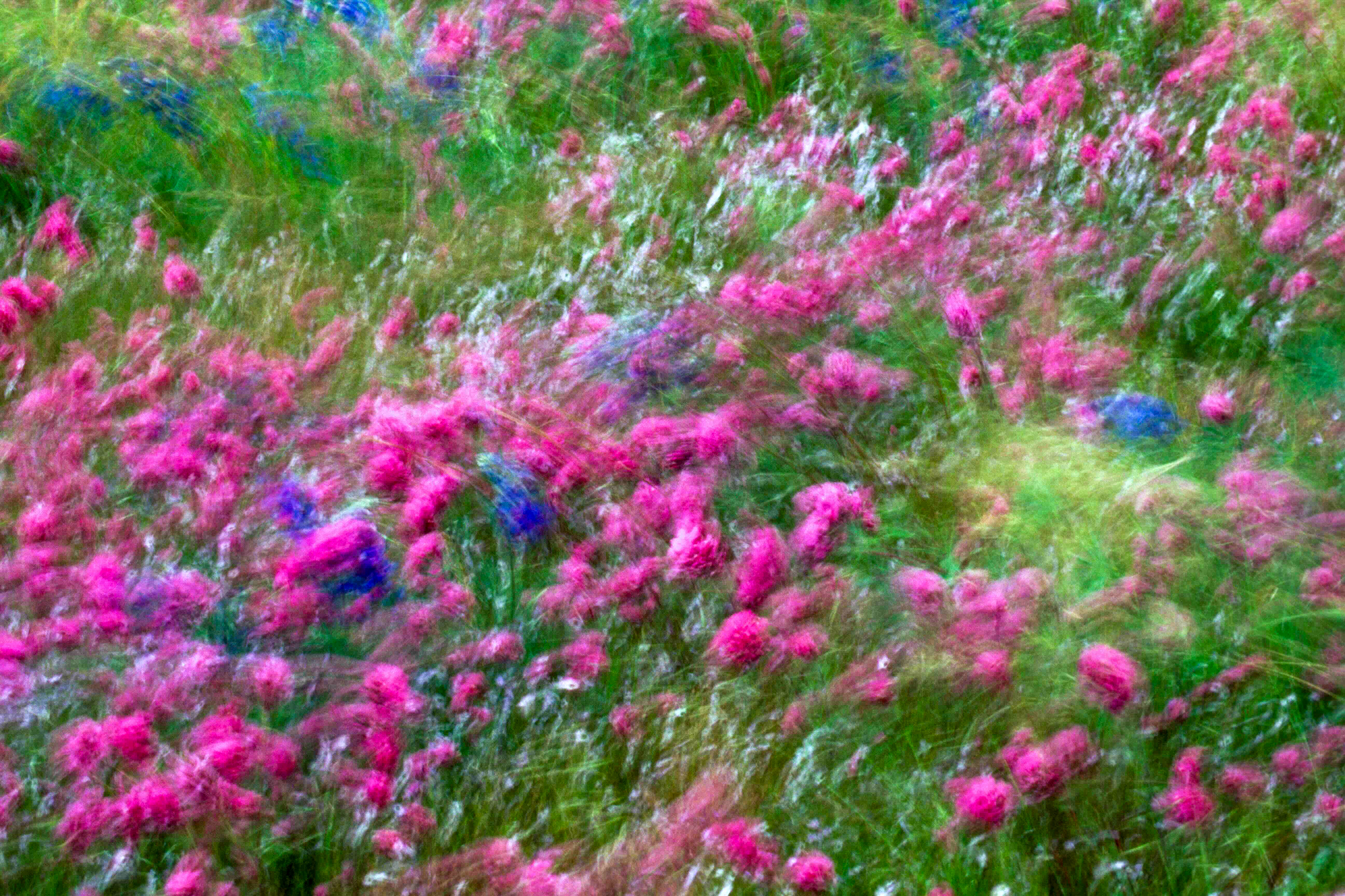 Wind Dance