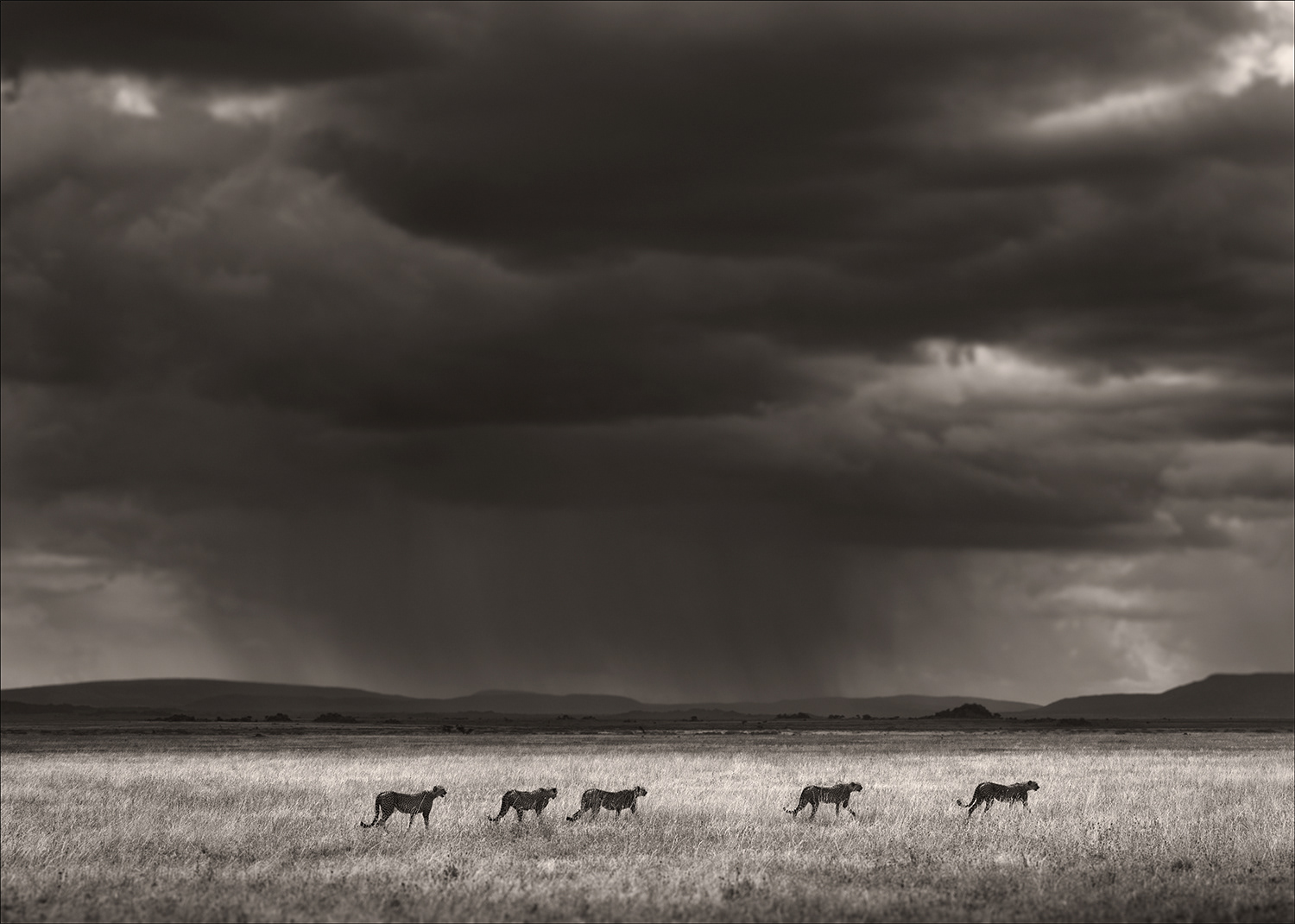 Storm Hunters