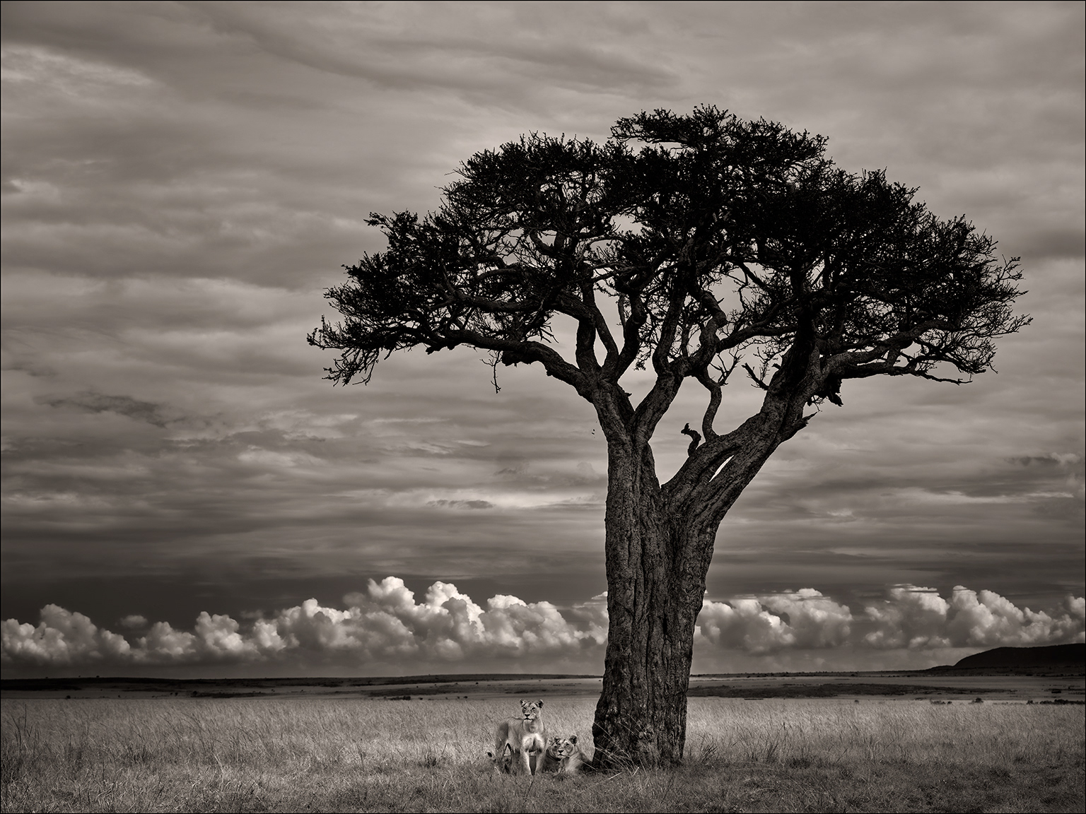 Resting Vagabonds