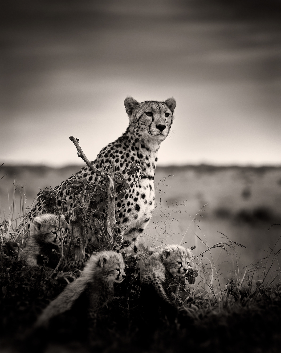 Cheetah with babies II