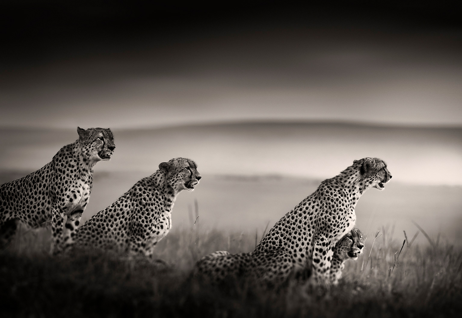 Tano Bora Band of Brothers