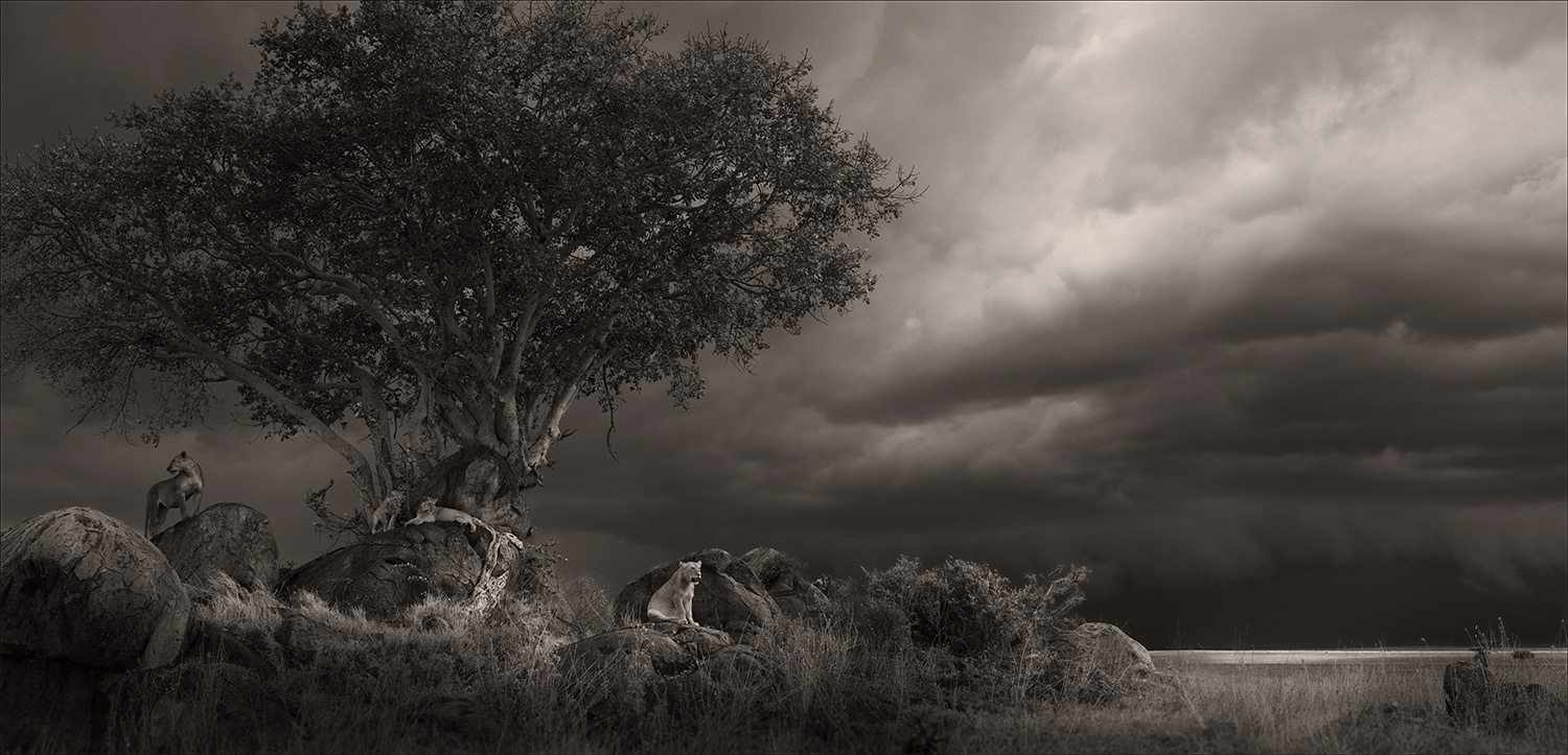 Shelter