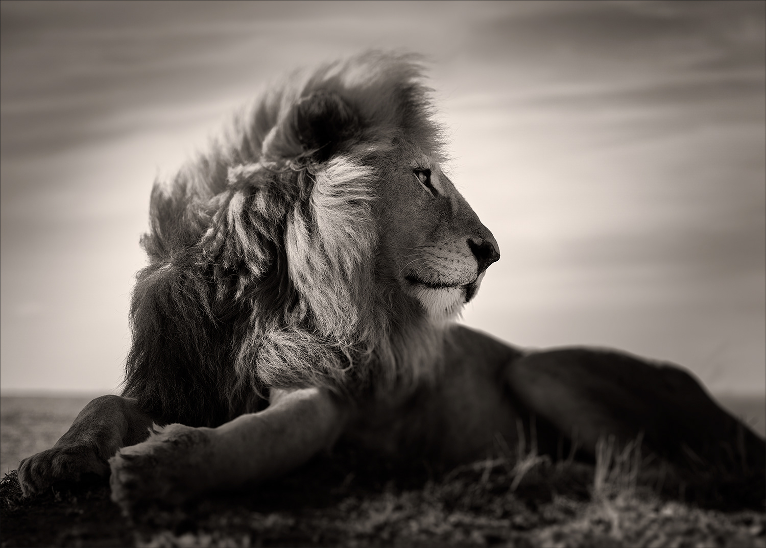 Wild Love