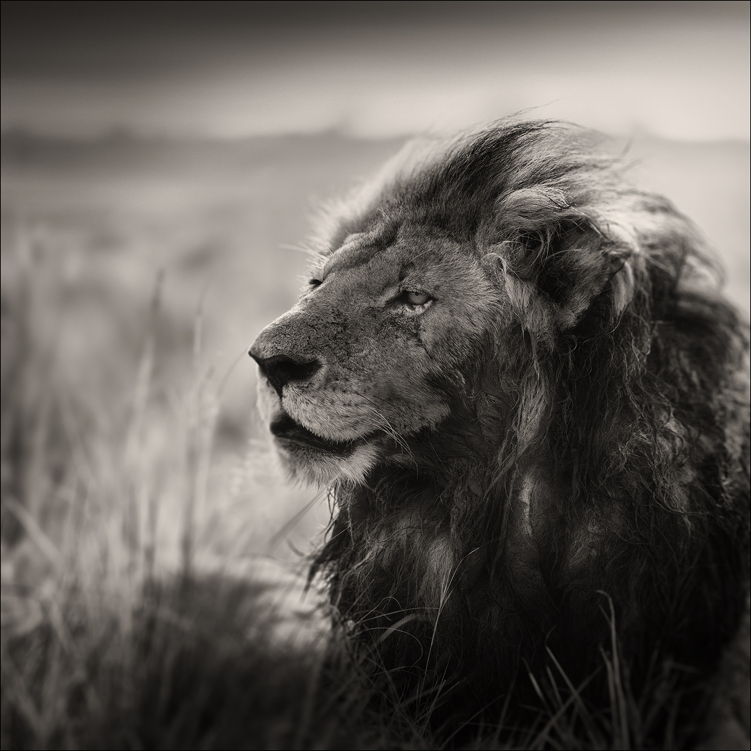 Morani