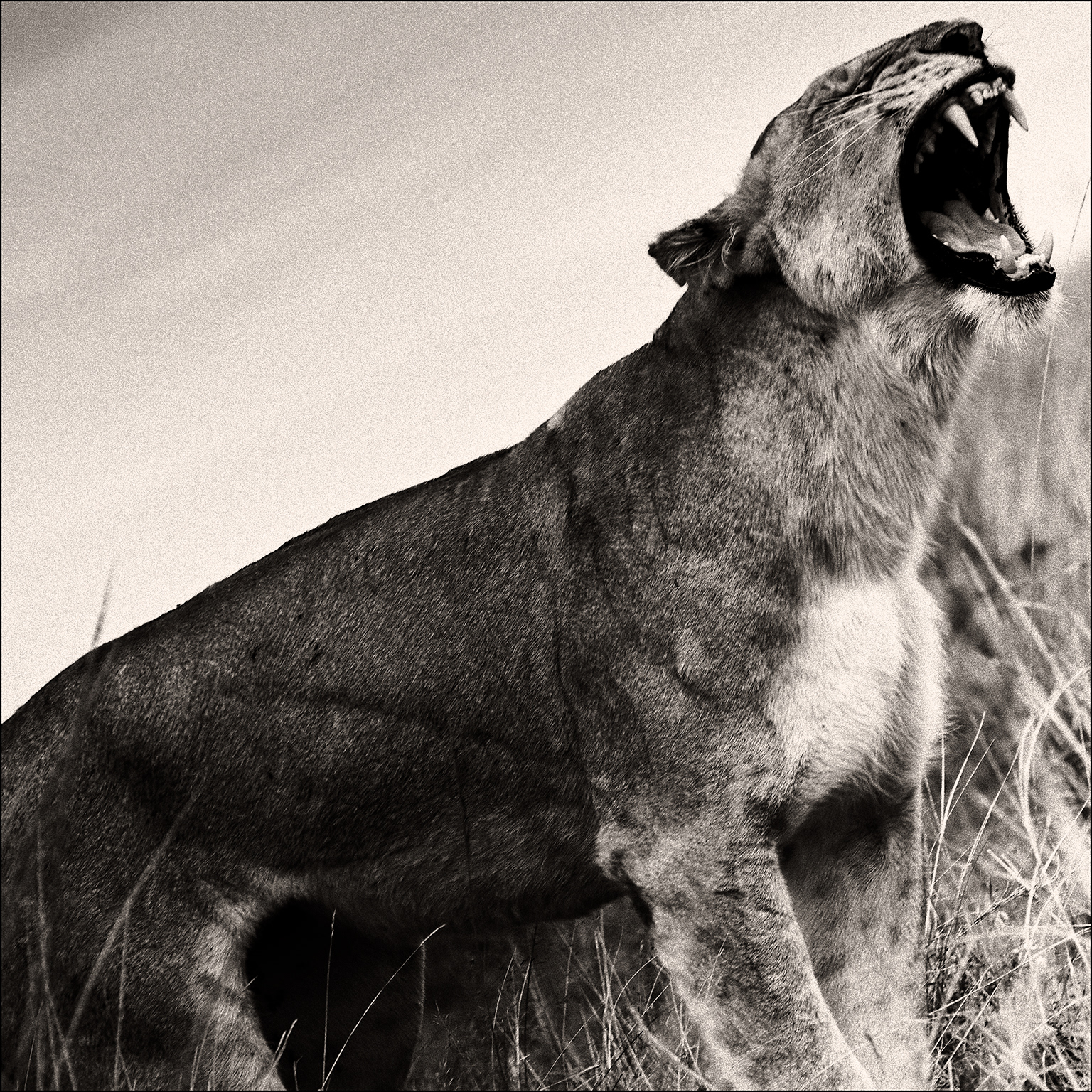 Roaring Lioness