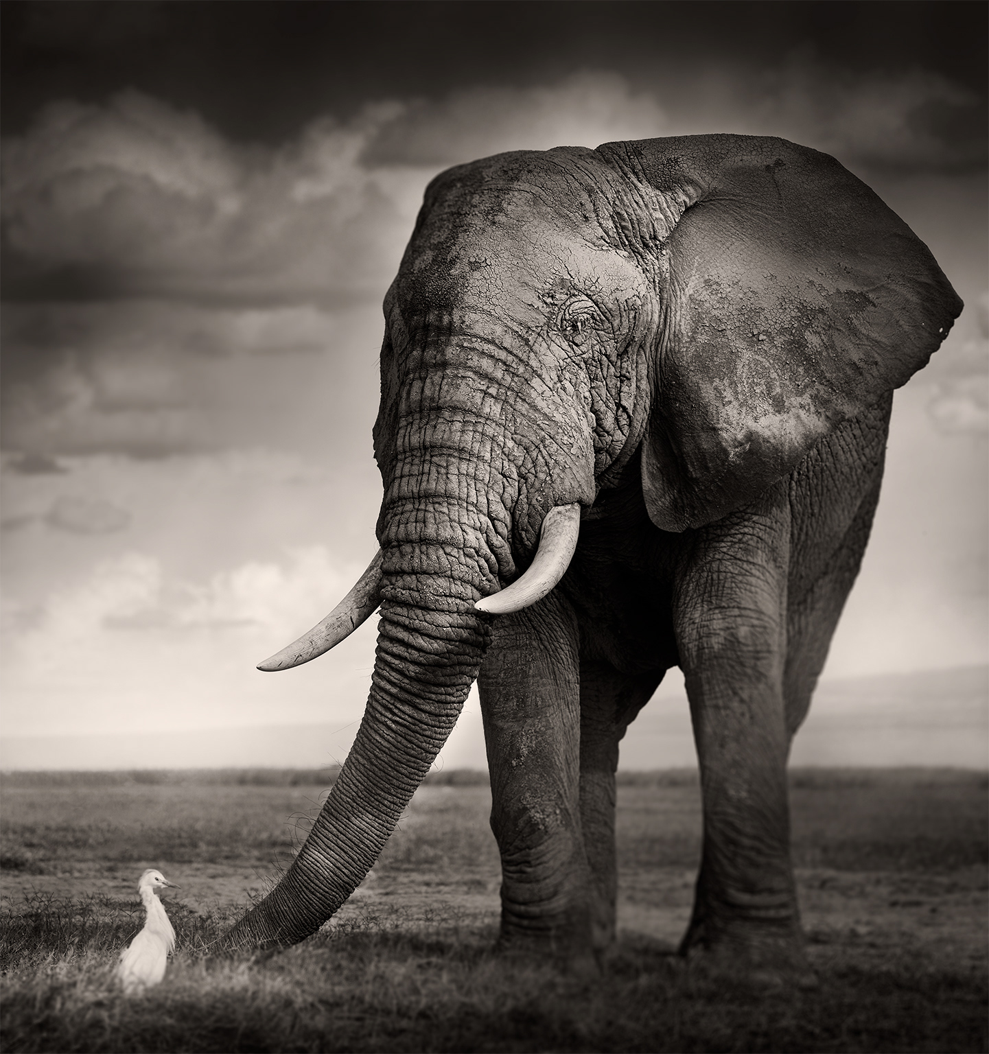 The Bull and the Bird