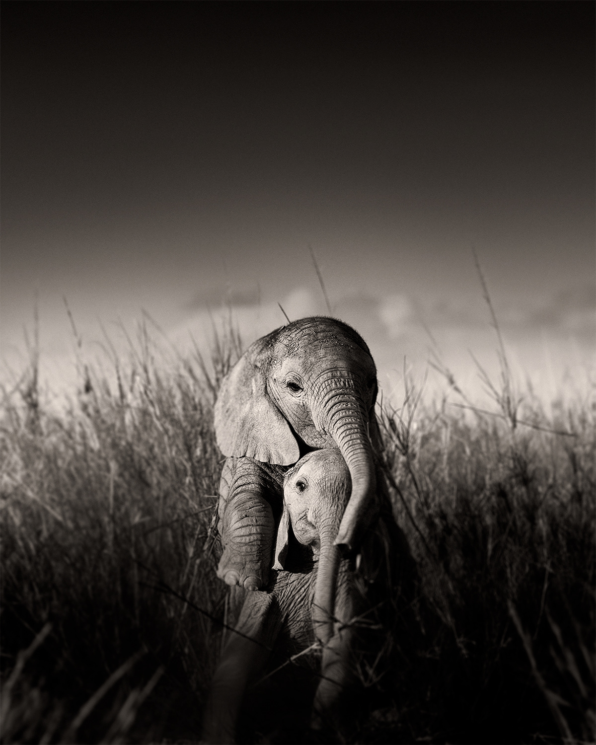 Elephant babies playing I