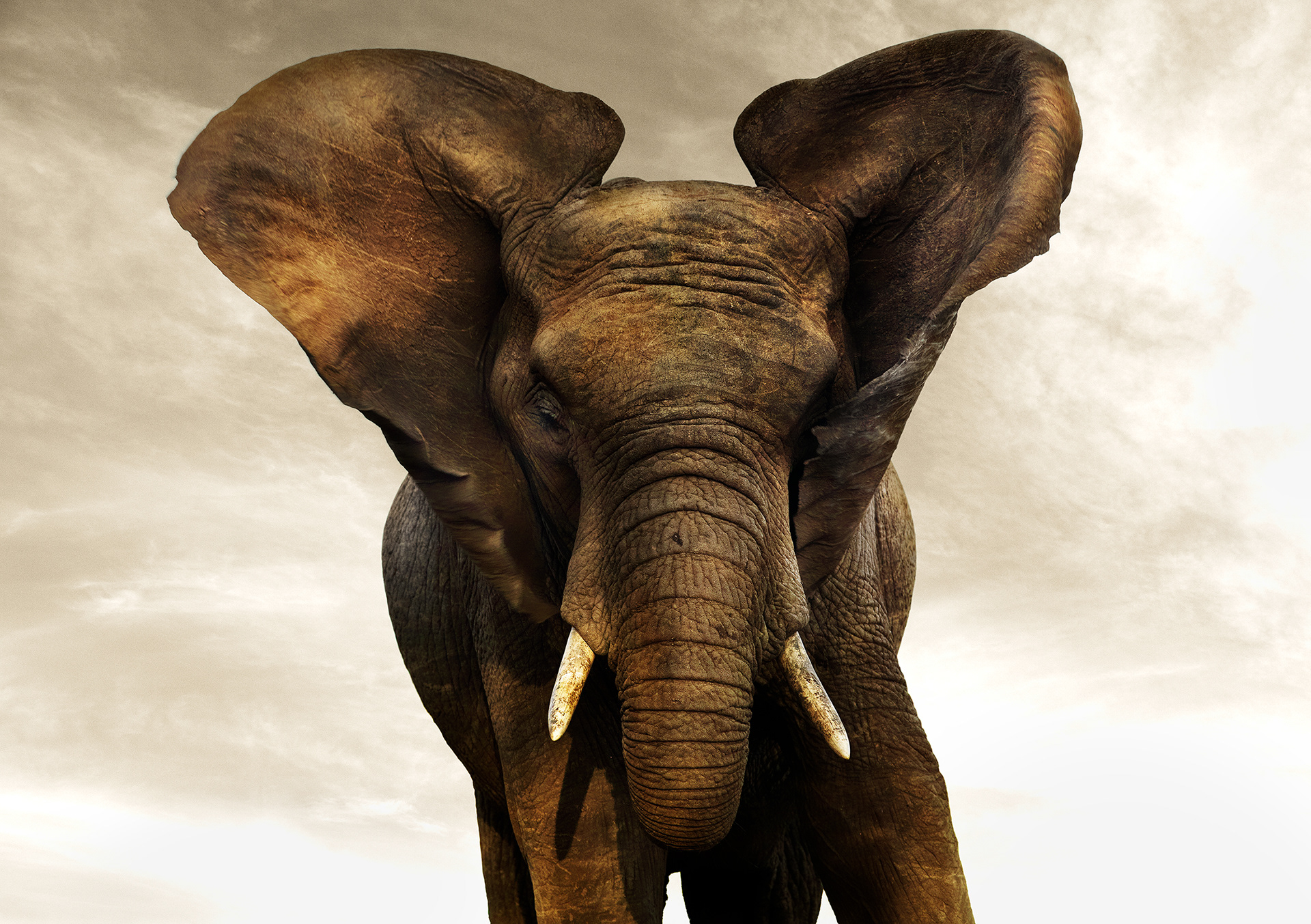 Golden Giant III
