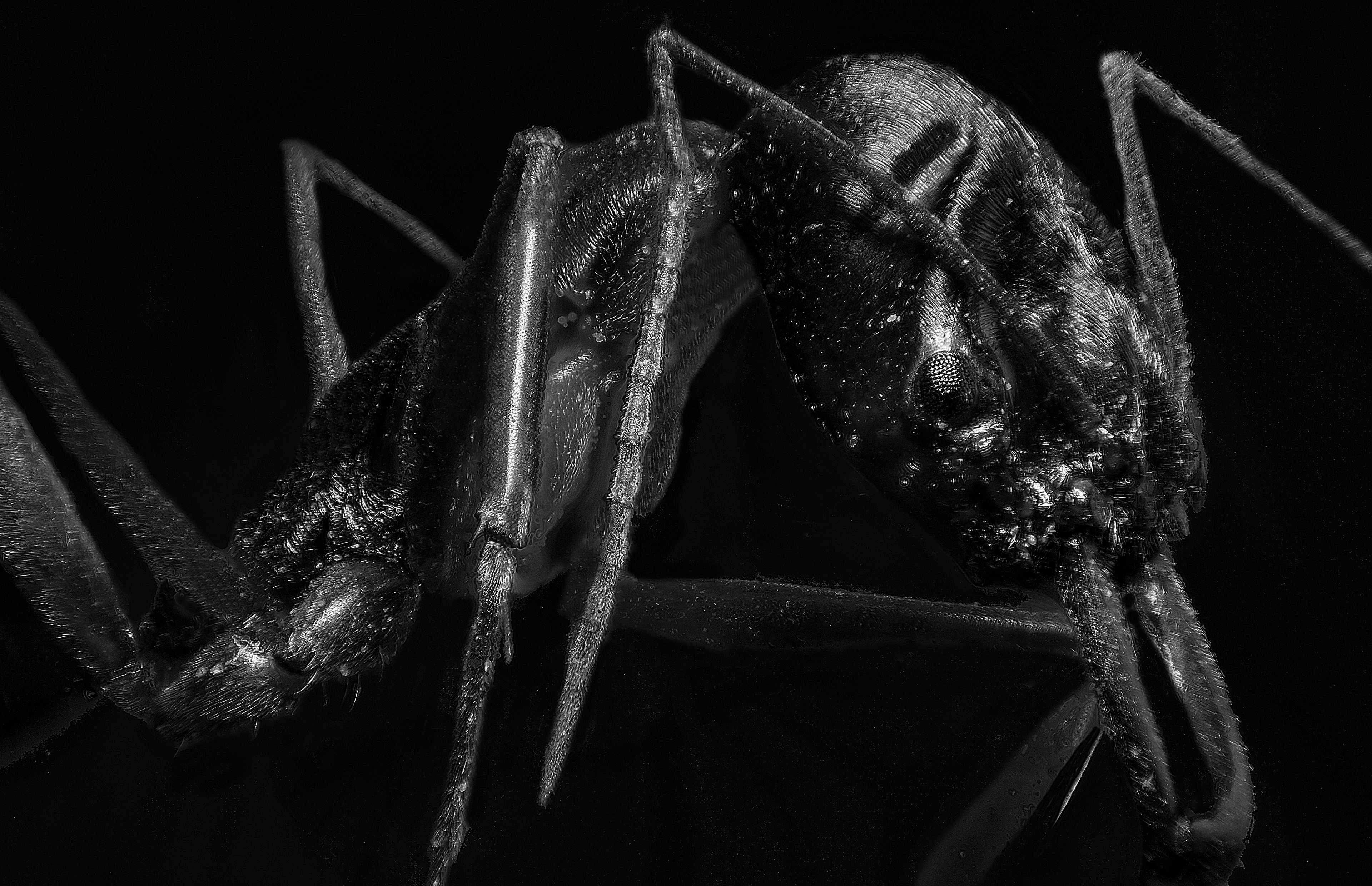 Odontomachus monticola