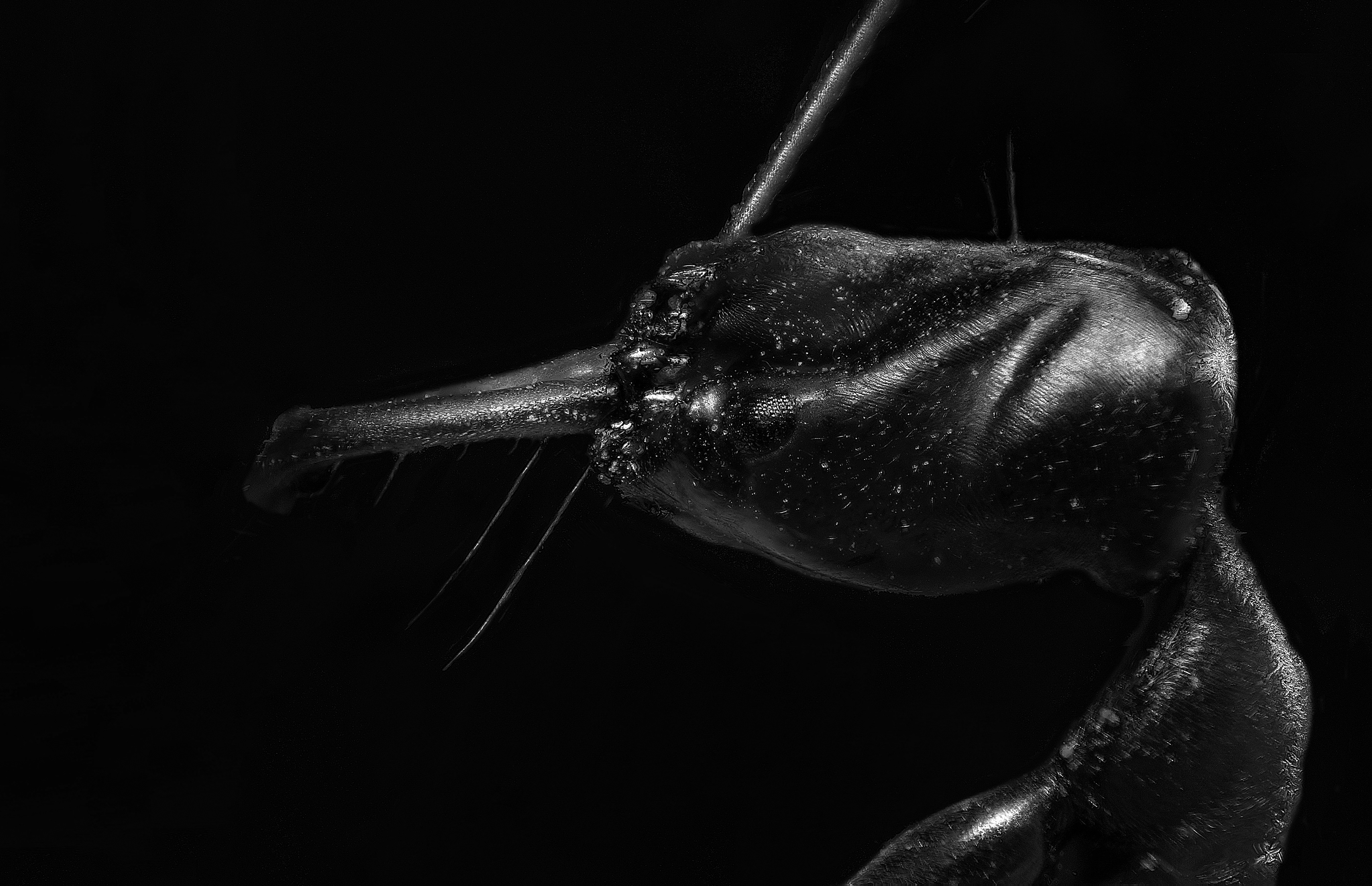 Odontomachus monticola