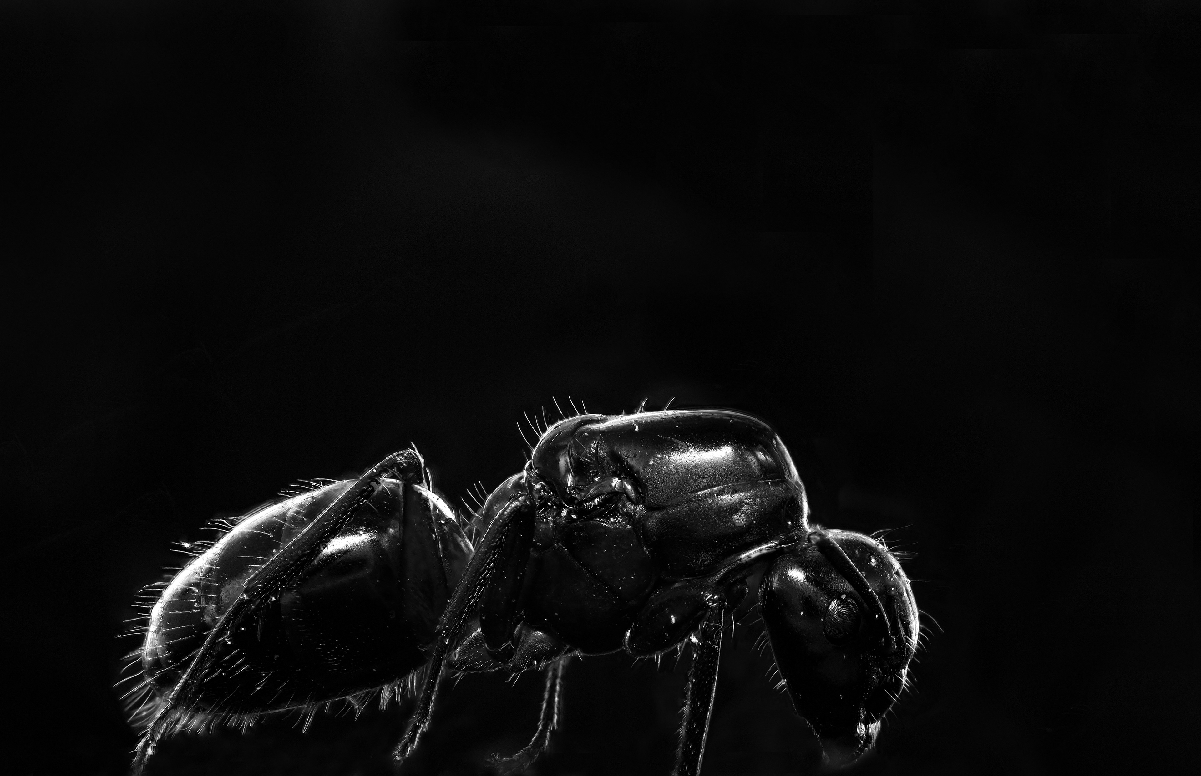 Camponotus ligniperdus (Königin)