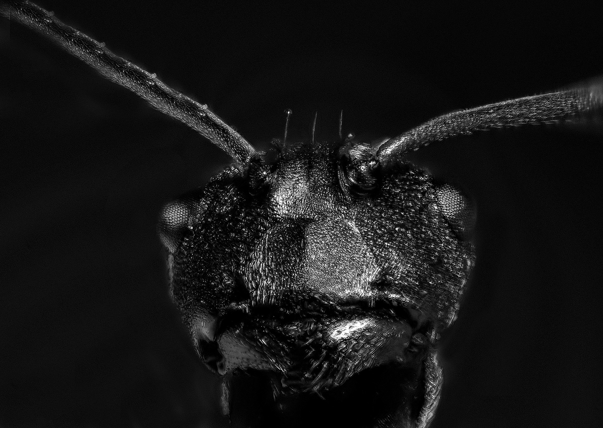 Polyrhachis dives