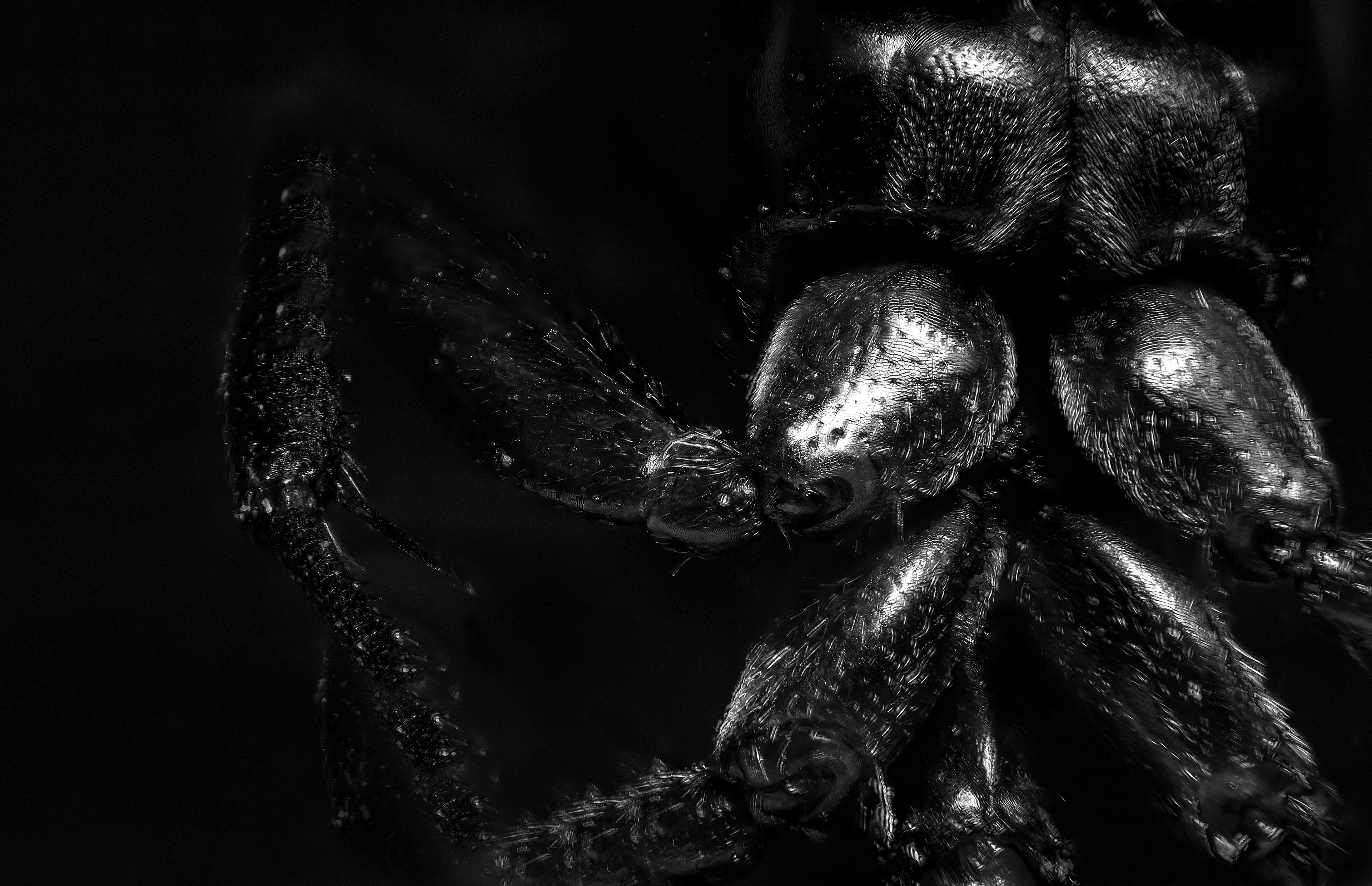 Camponotus ligniperdus (Königin)