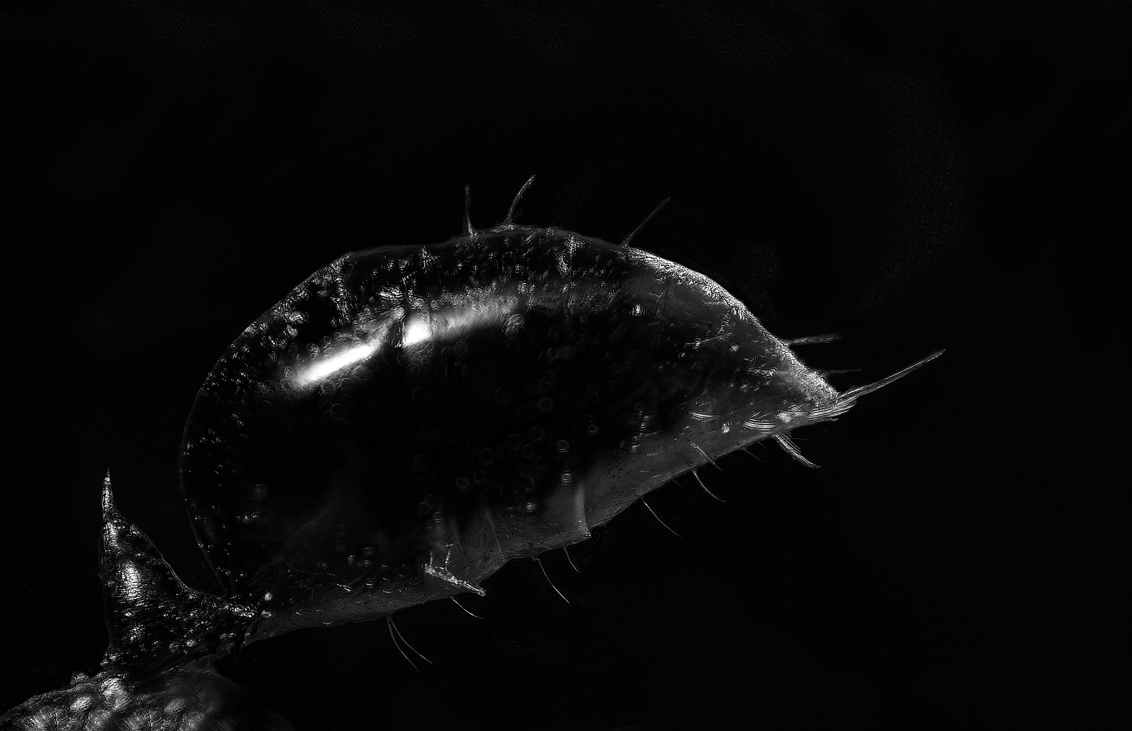 Odontomachus monticola